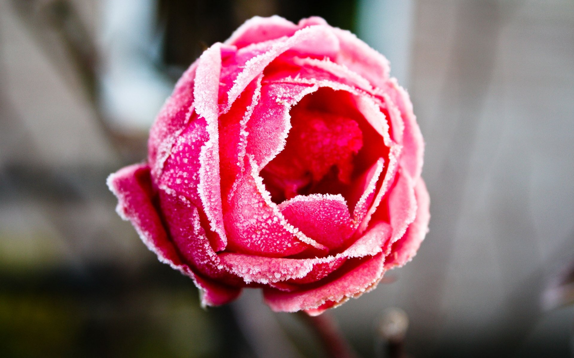 roses frost frost