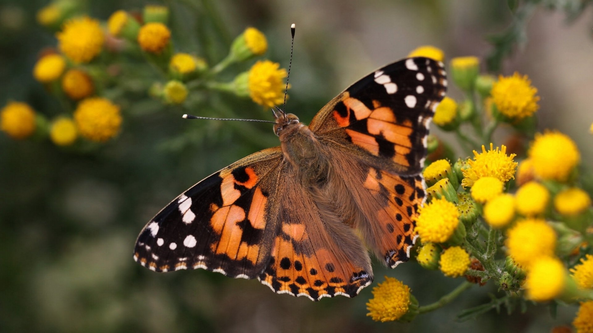 bardana cardo vanessa cardo mariposa flores macro bokeh