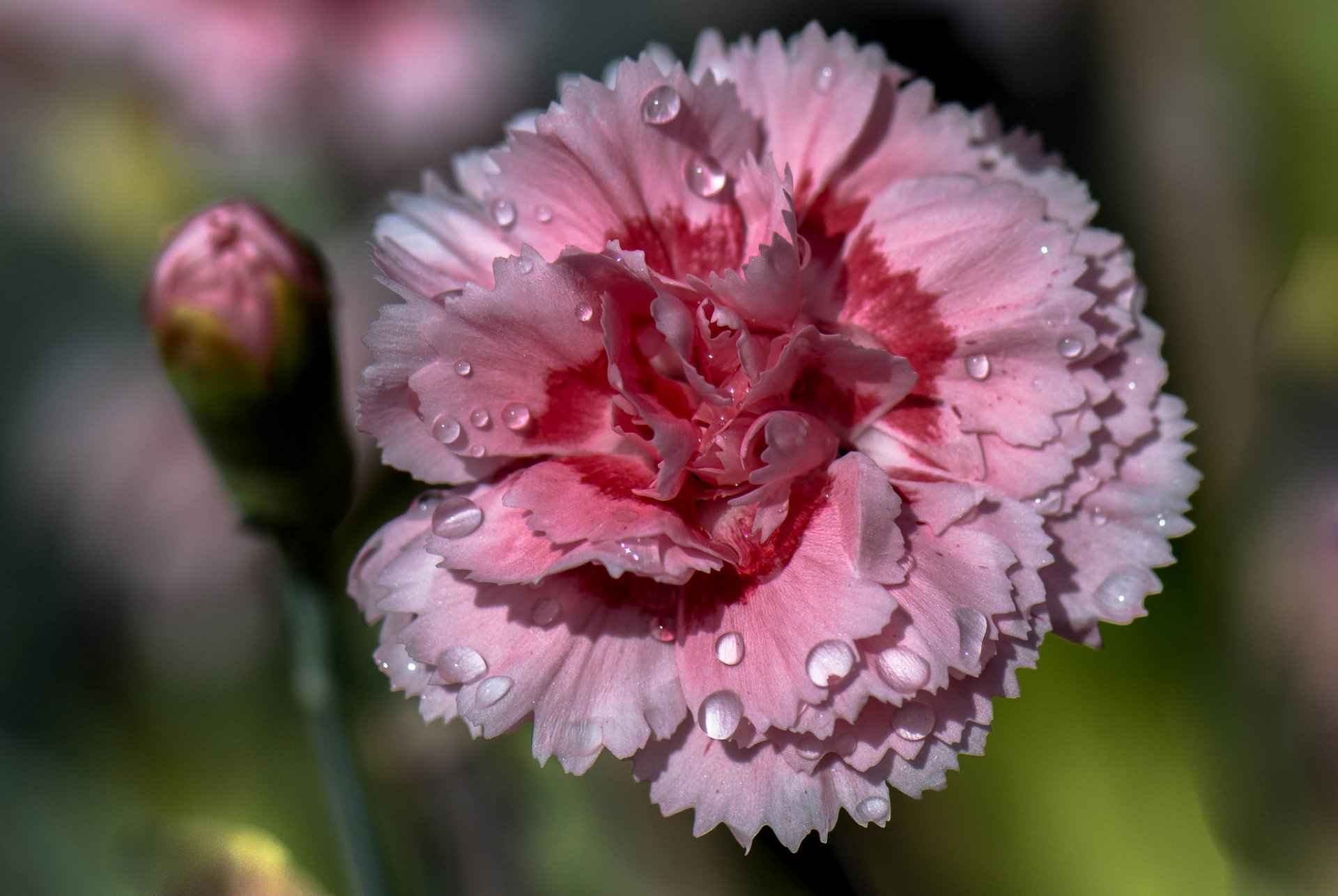 goździk kwiat płatki krople woda rosa