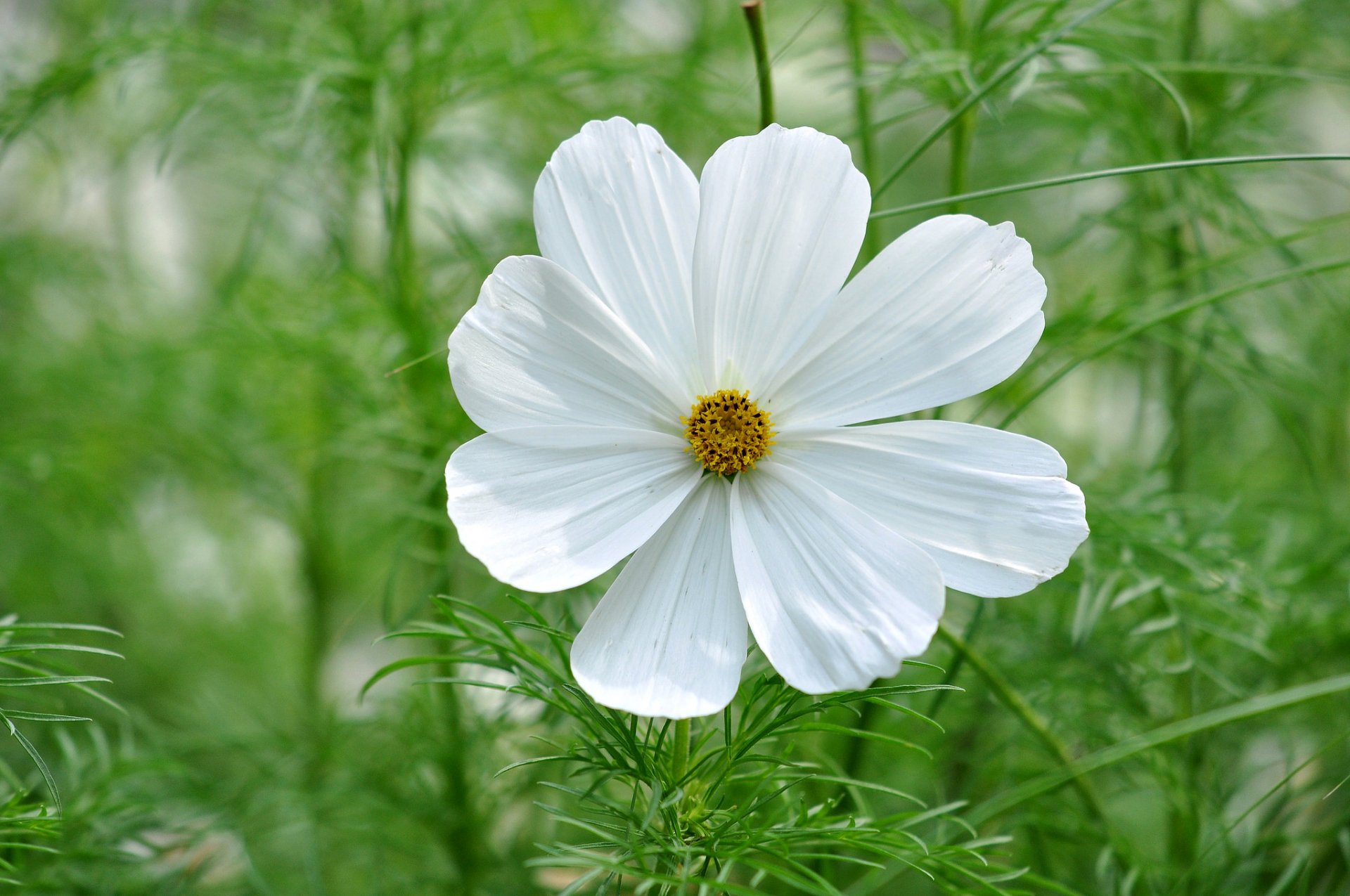 blume kosmea blütenblätter grüns