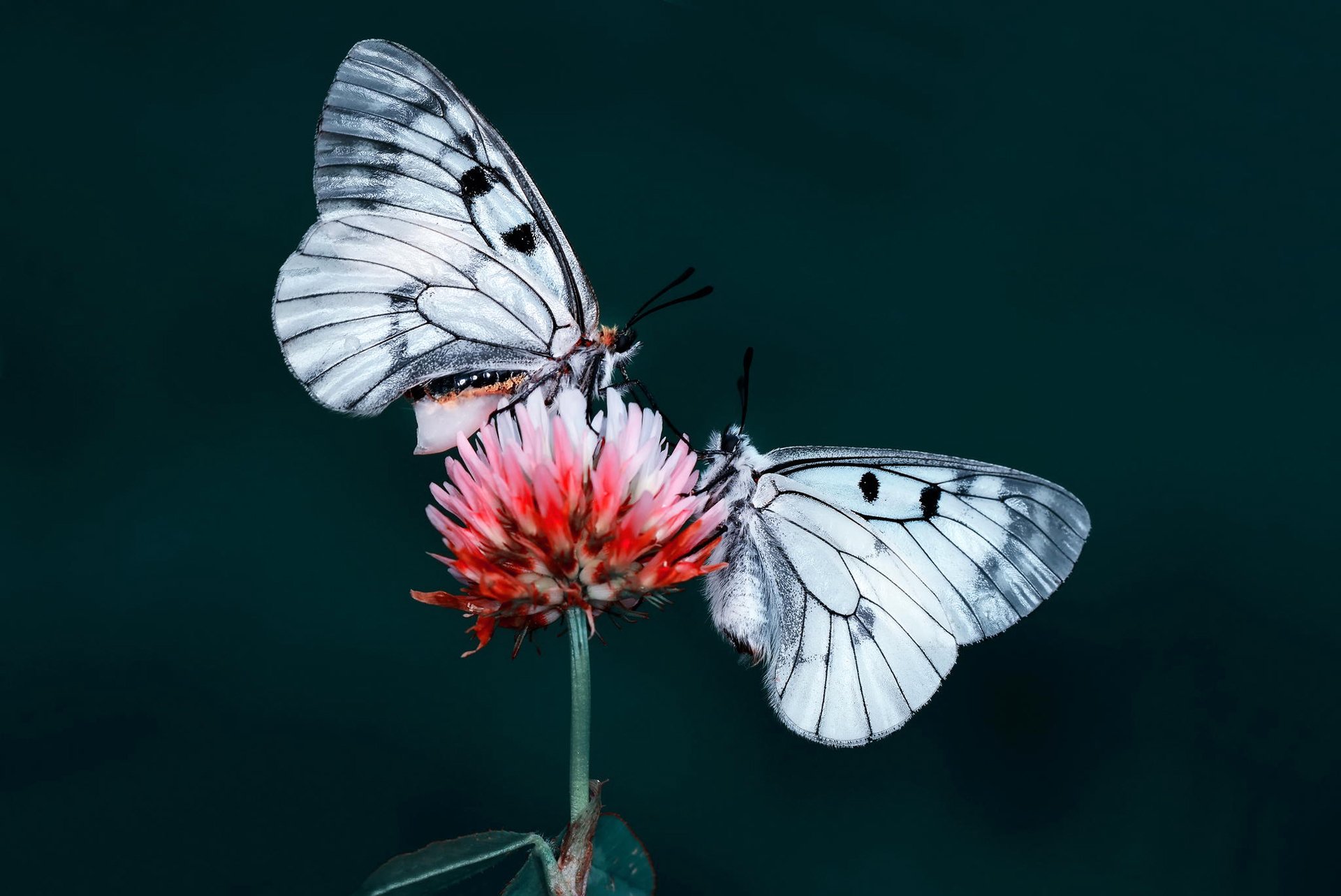 flower butterfly insect moth nature