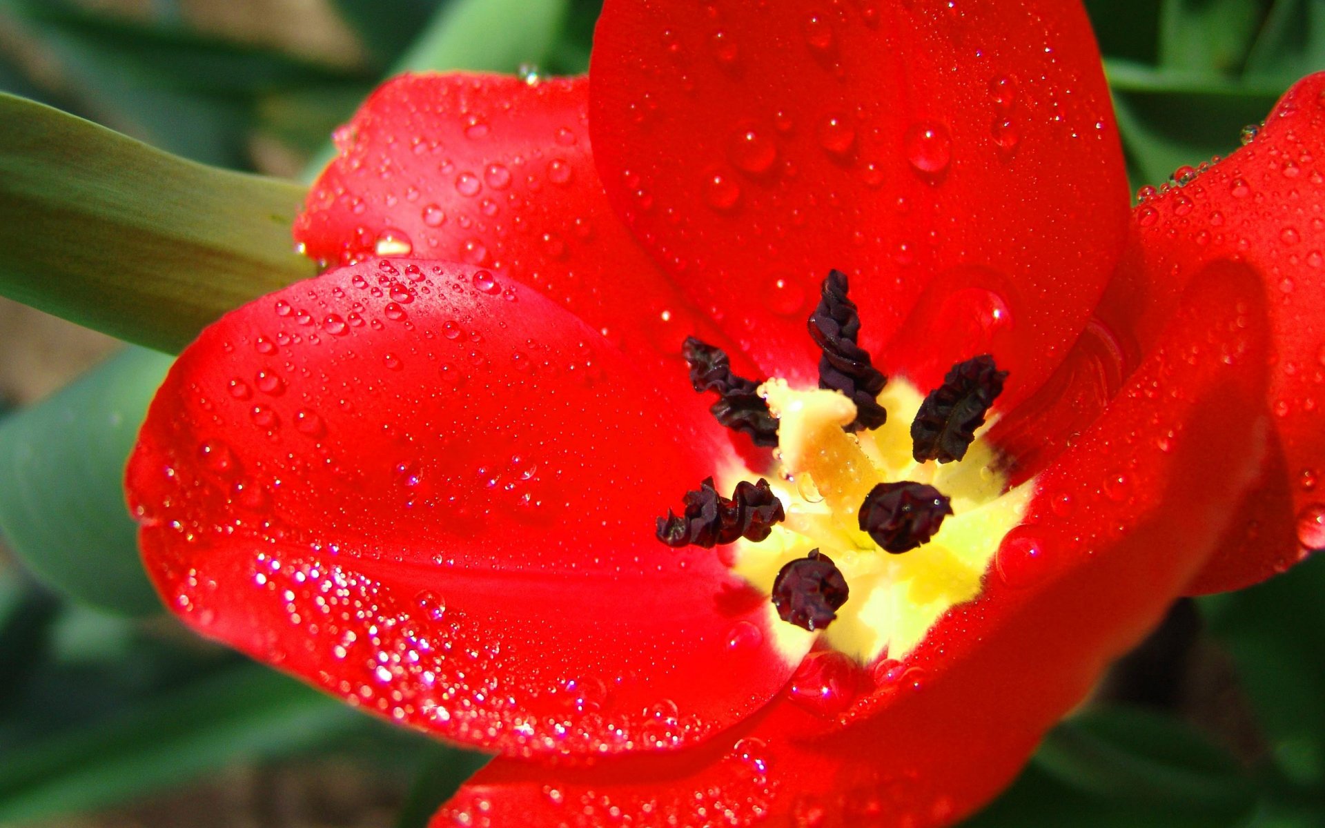 tulpe rot groß