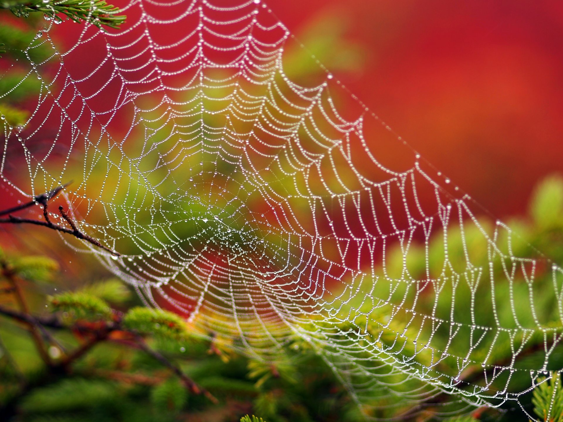 telaraña rocío macro