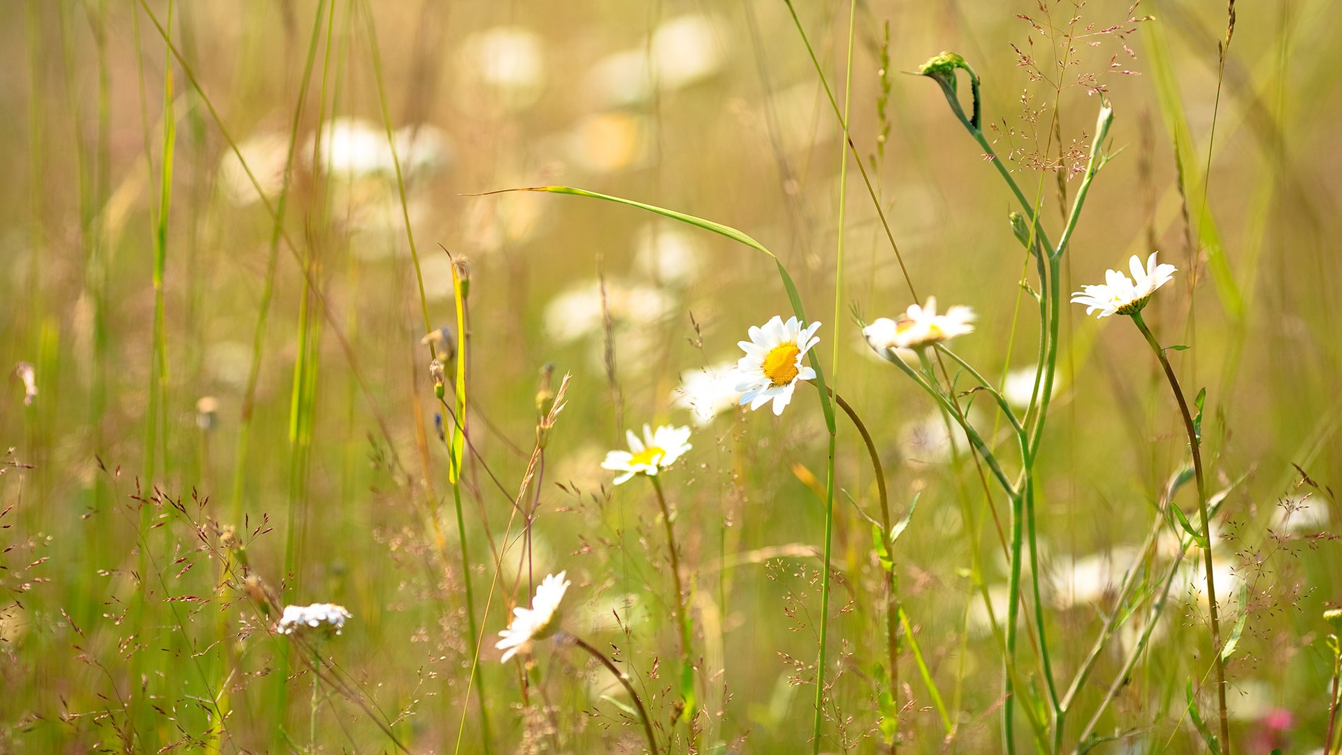 camomille herbe ensoleillé été