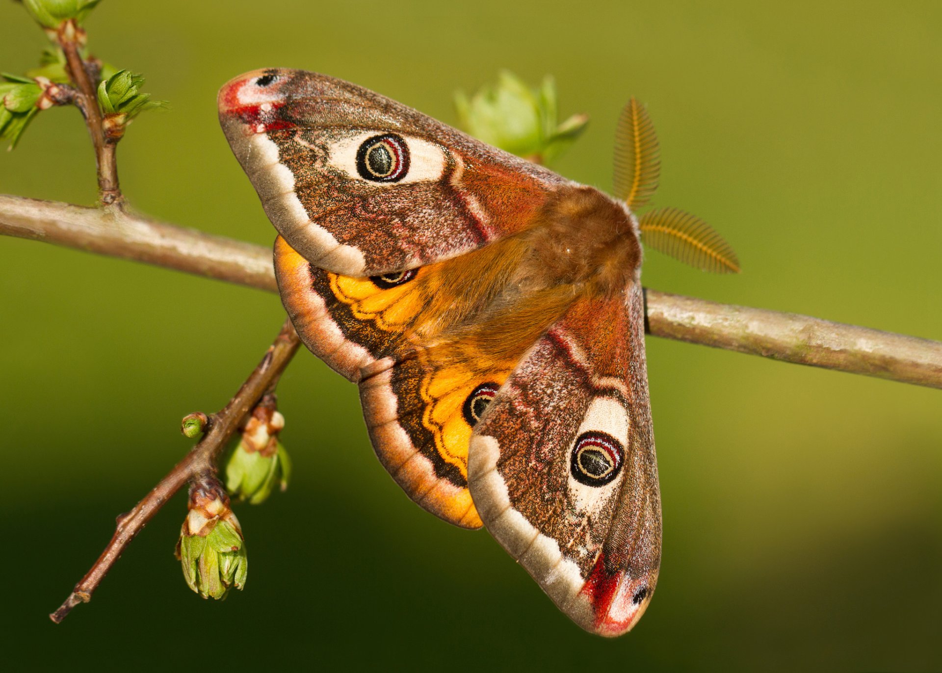 aturnia pavonia butterfly branch kidney close up