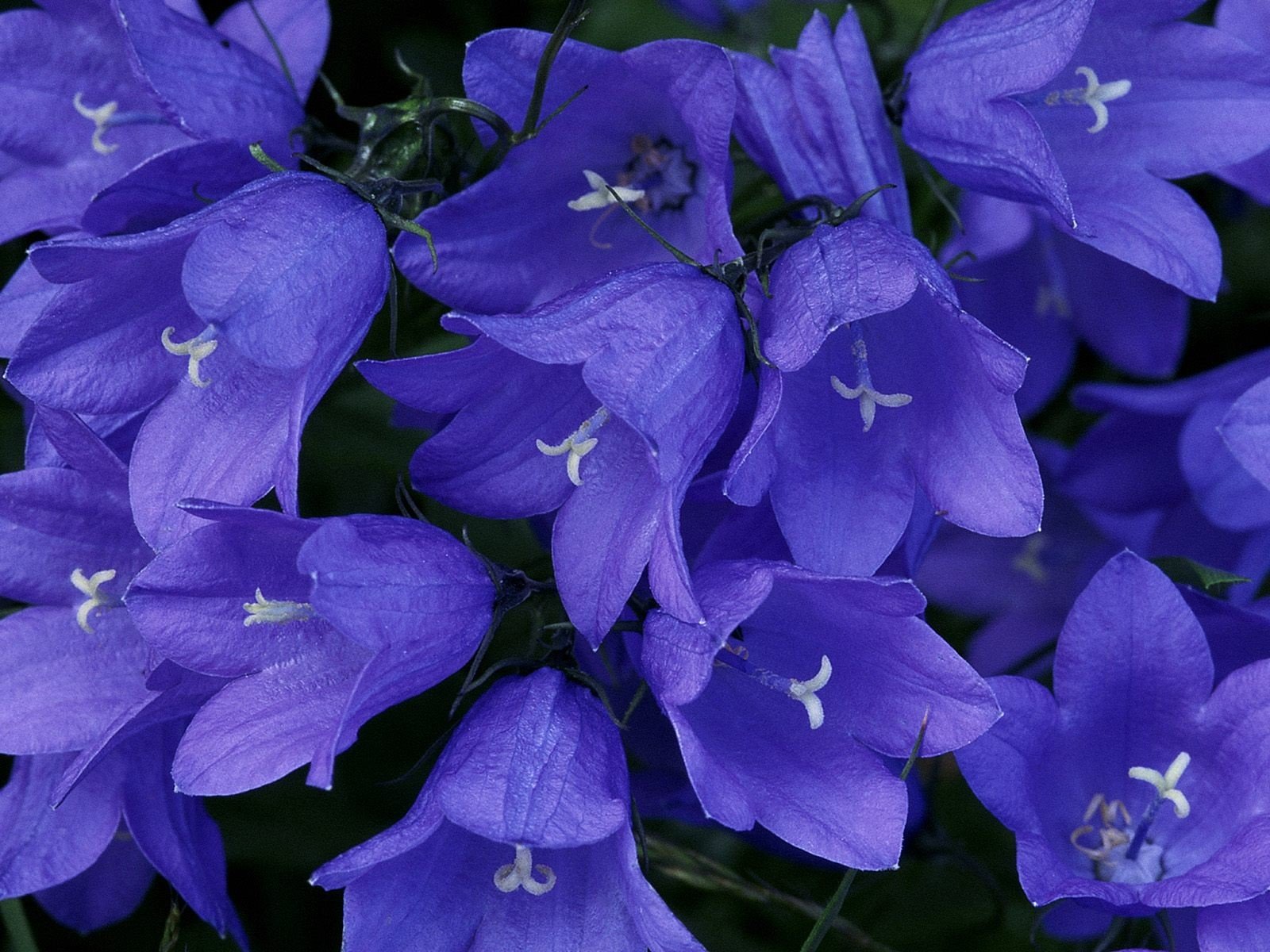 flores belleza azul