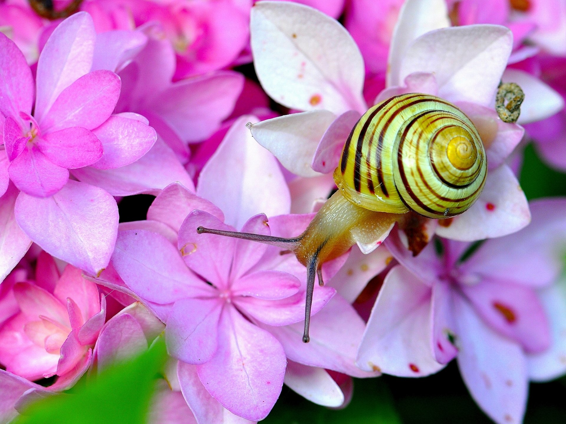 blumen hortensie schnecke hörner makro