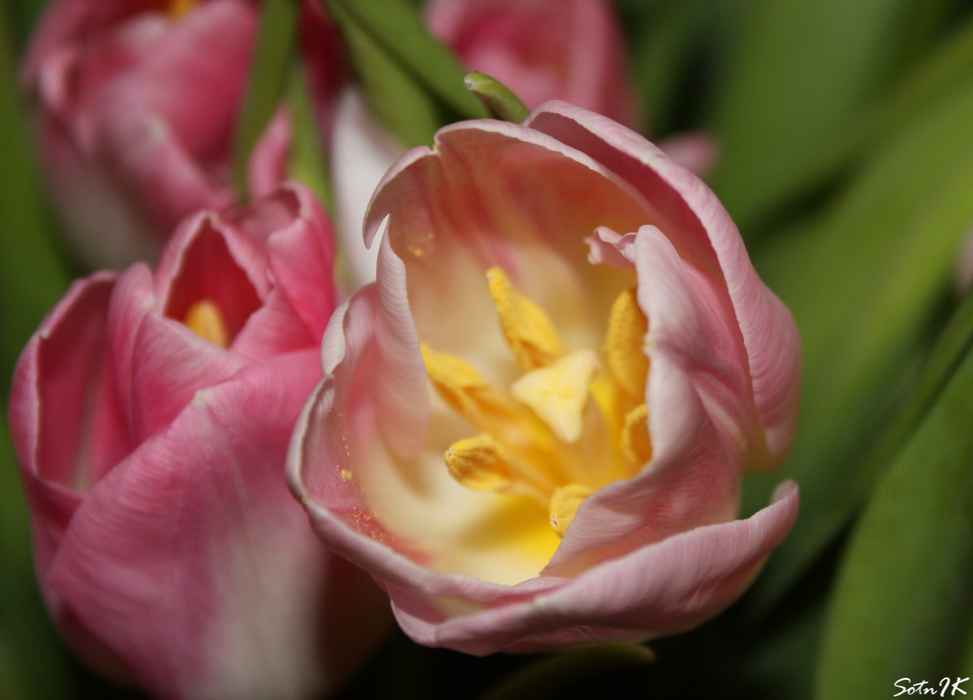 fiori tulipano stami macro primavera