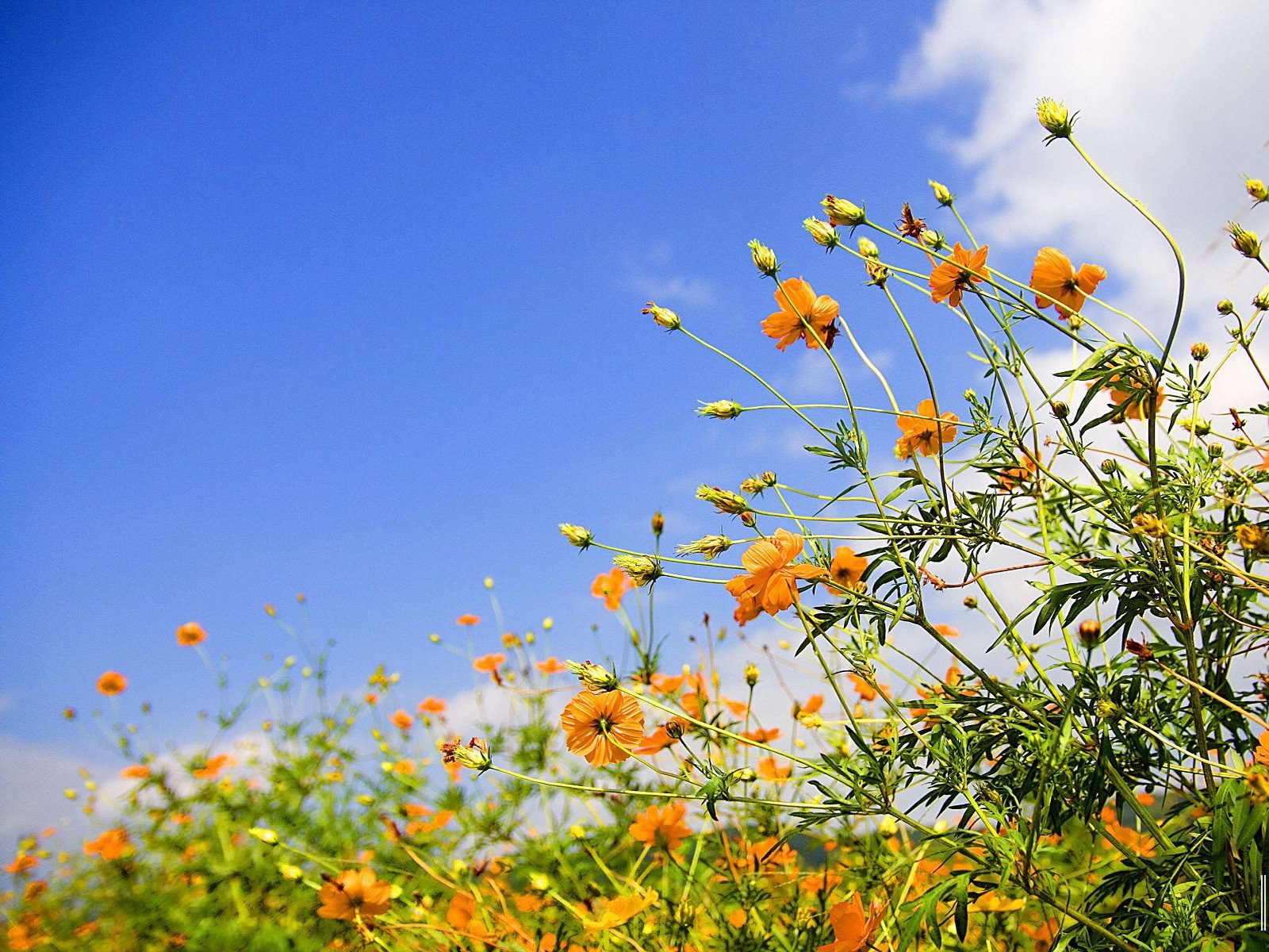 flor cielo amarillo