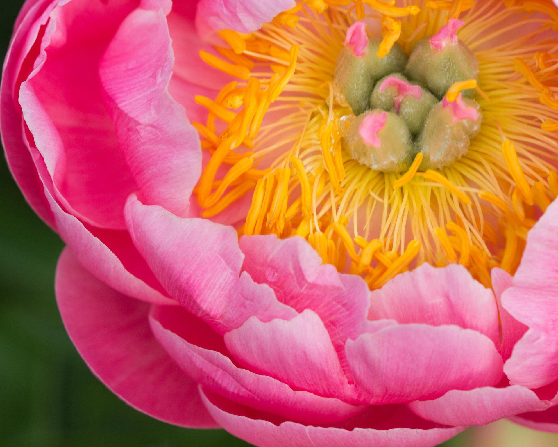 gros plan fleur rose pivoine plante sercevina