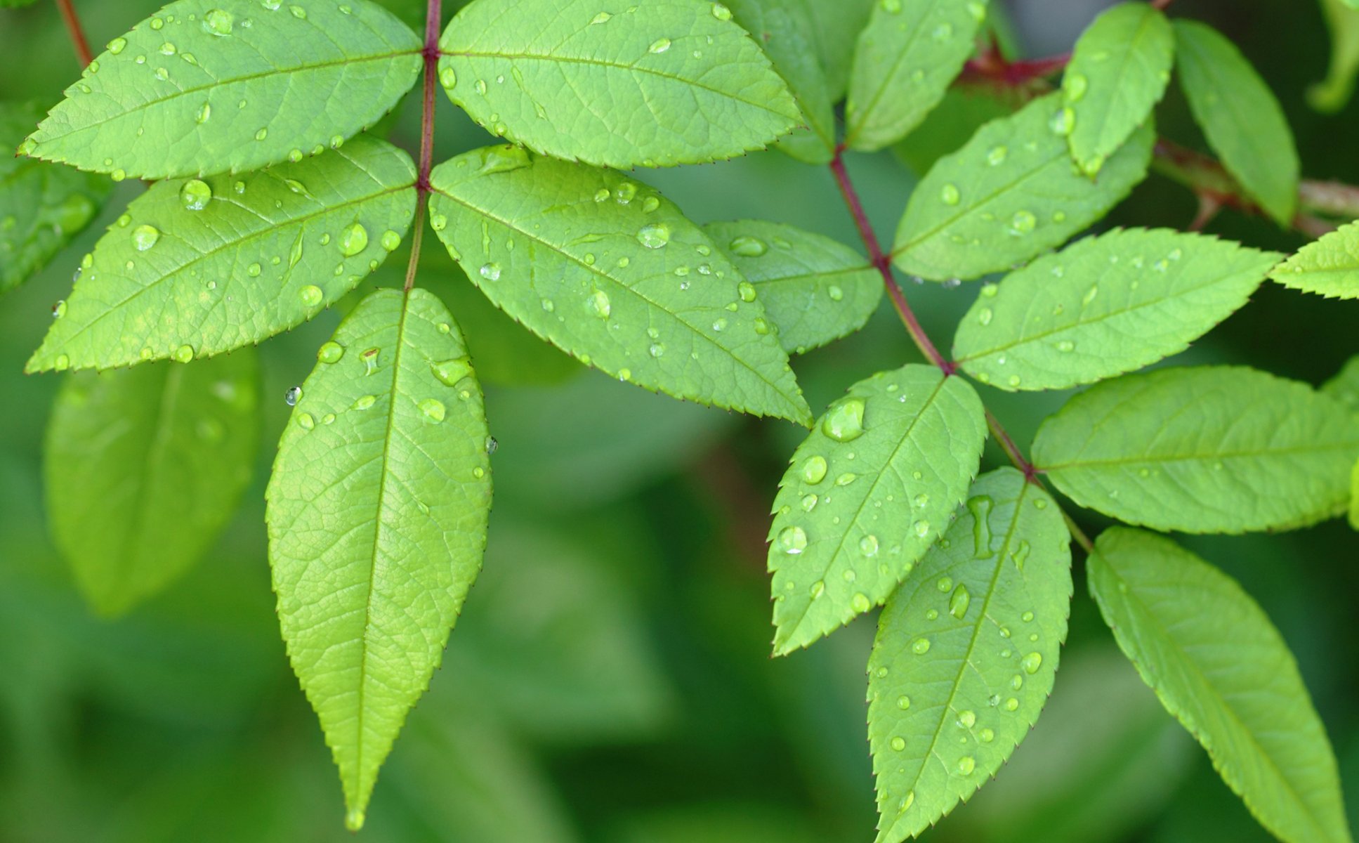 feuilles branche gouttes rosée eau