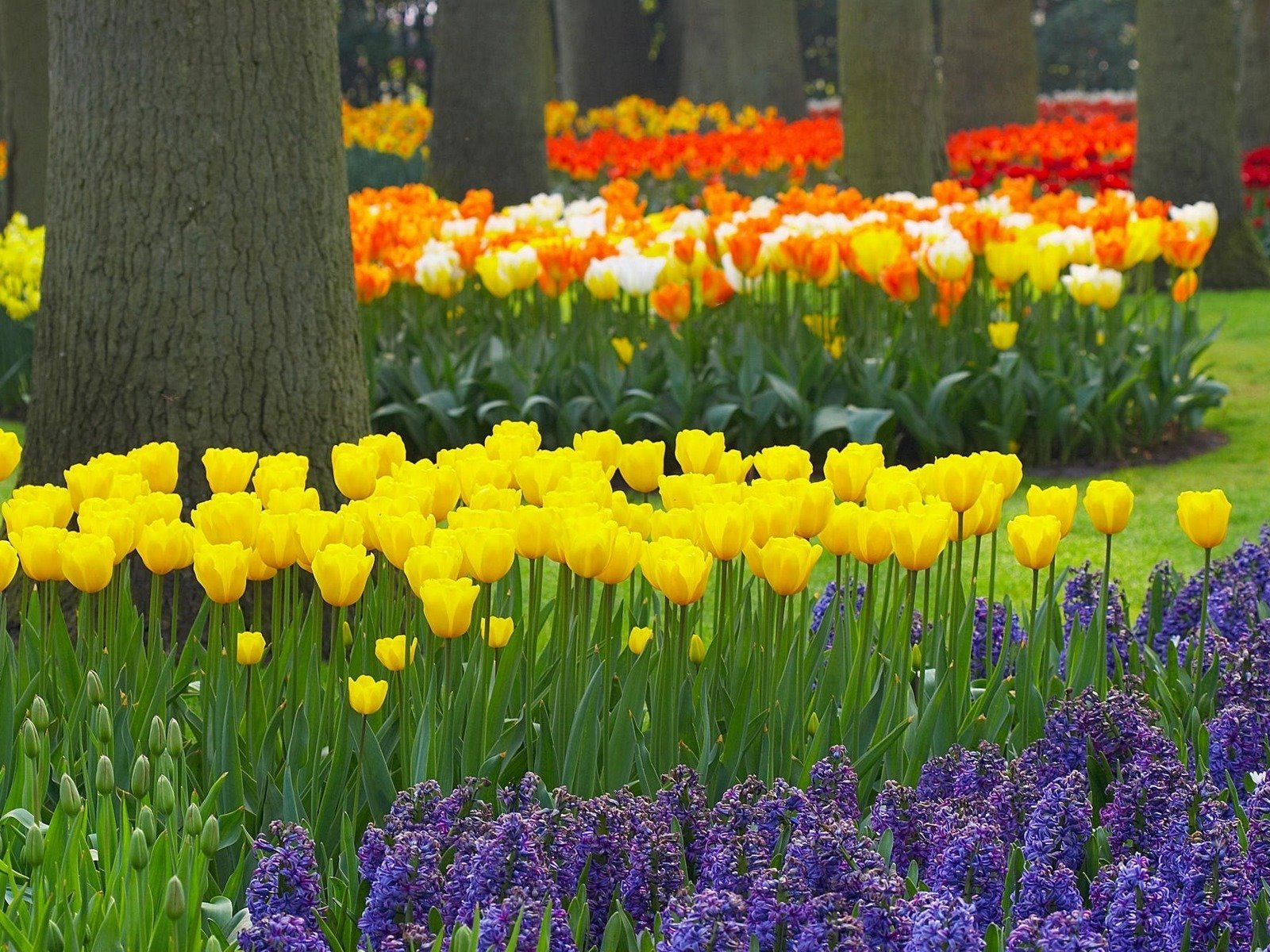 tulipanes árboles jardín