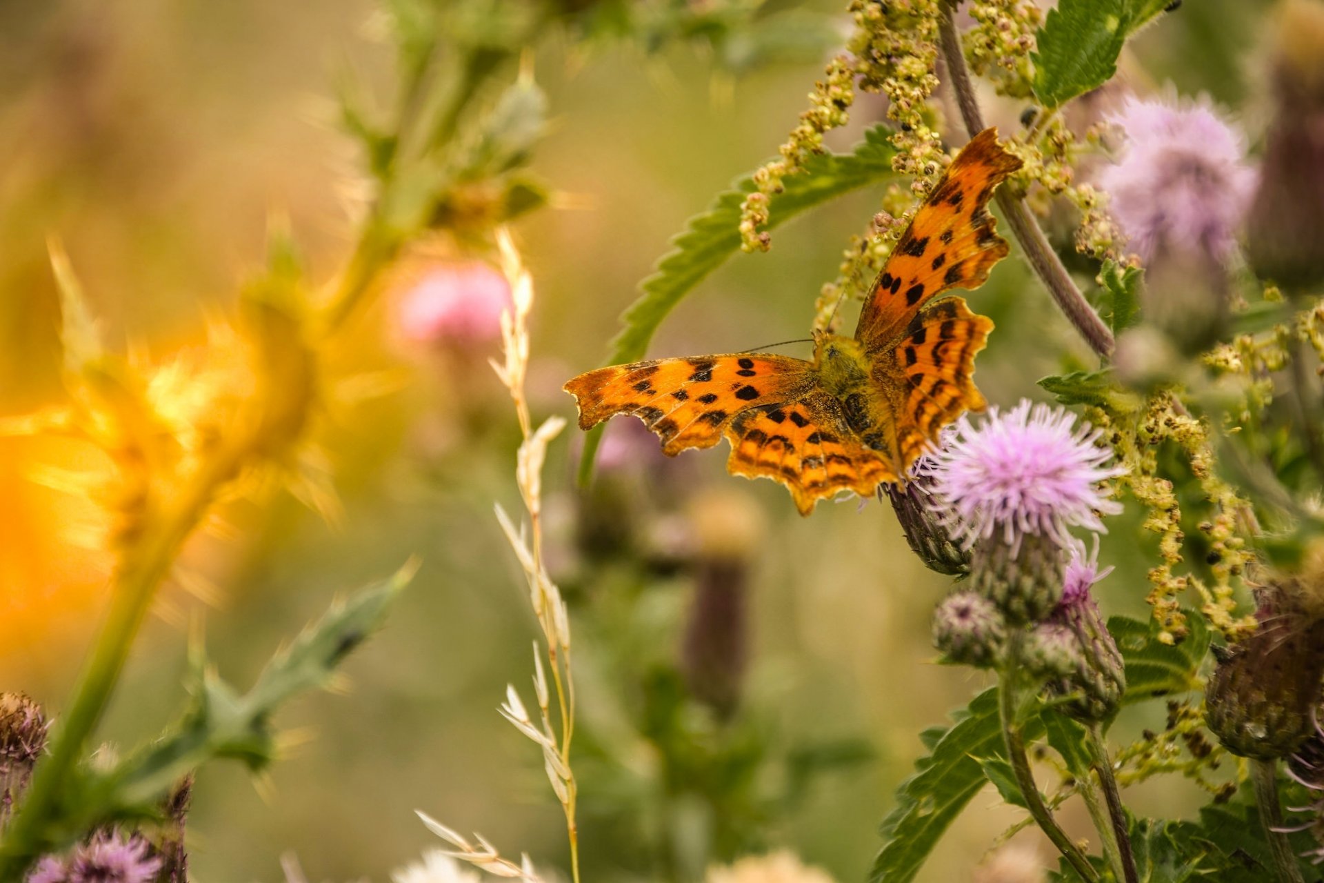 papillon herbe gros plan