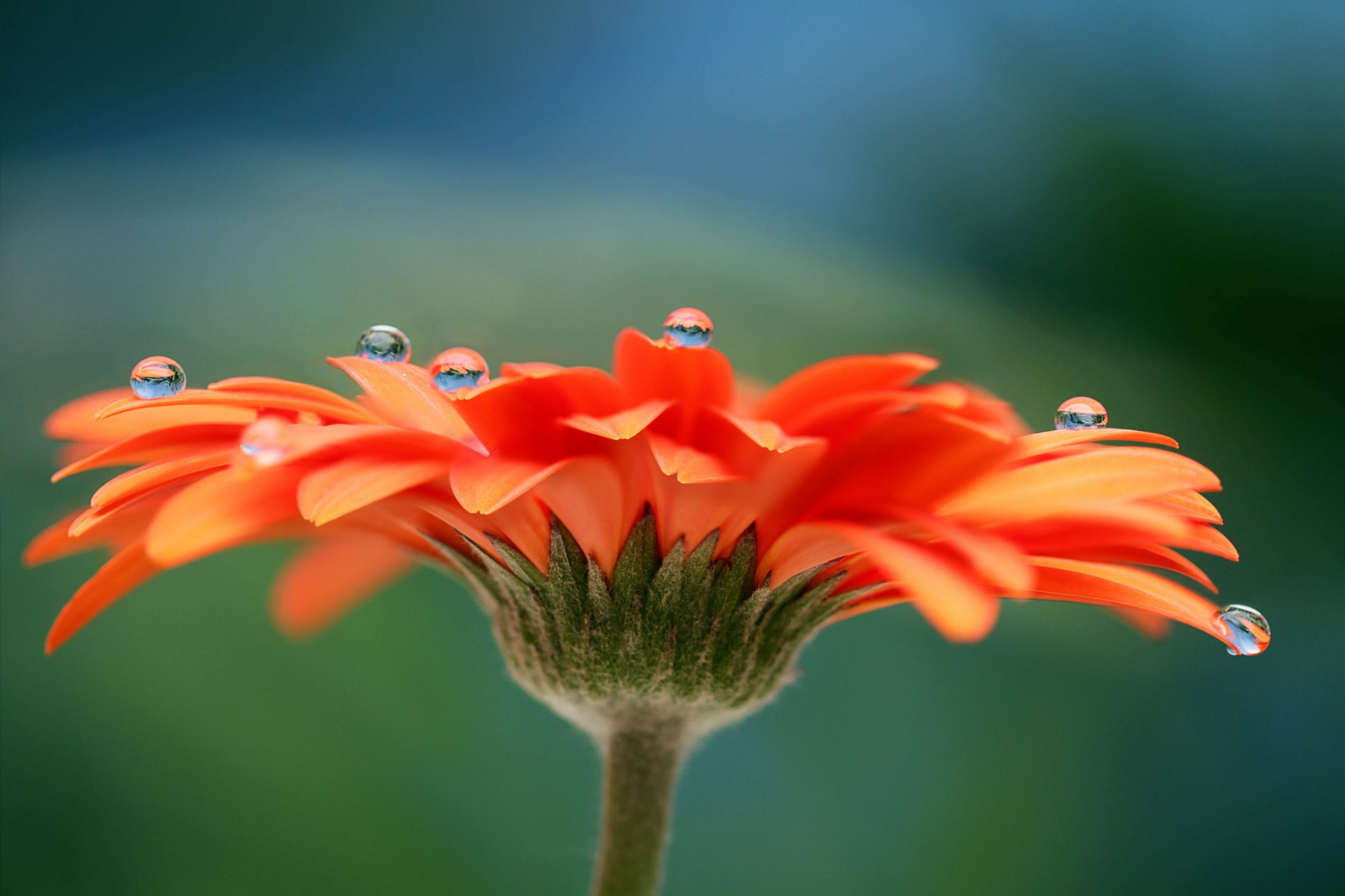 flor gerbera pétalos gotas rocío agua