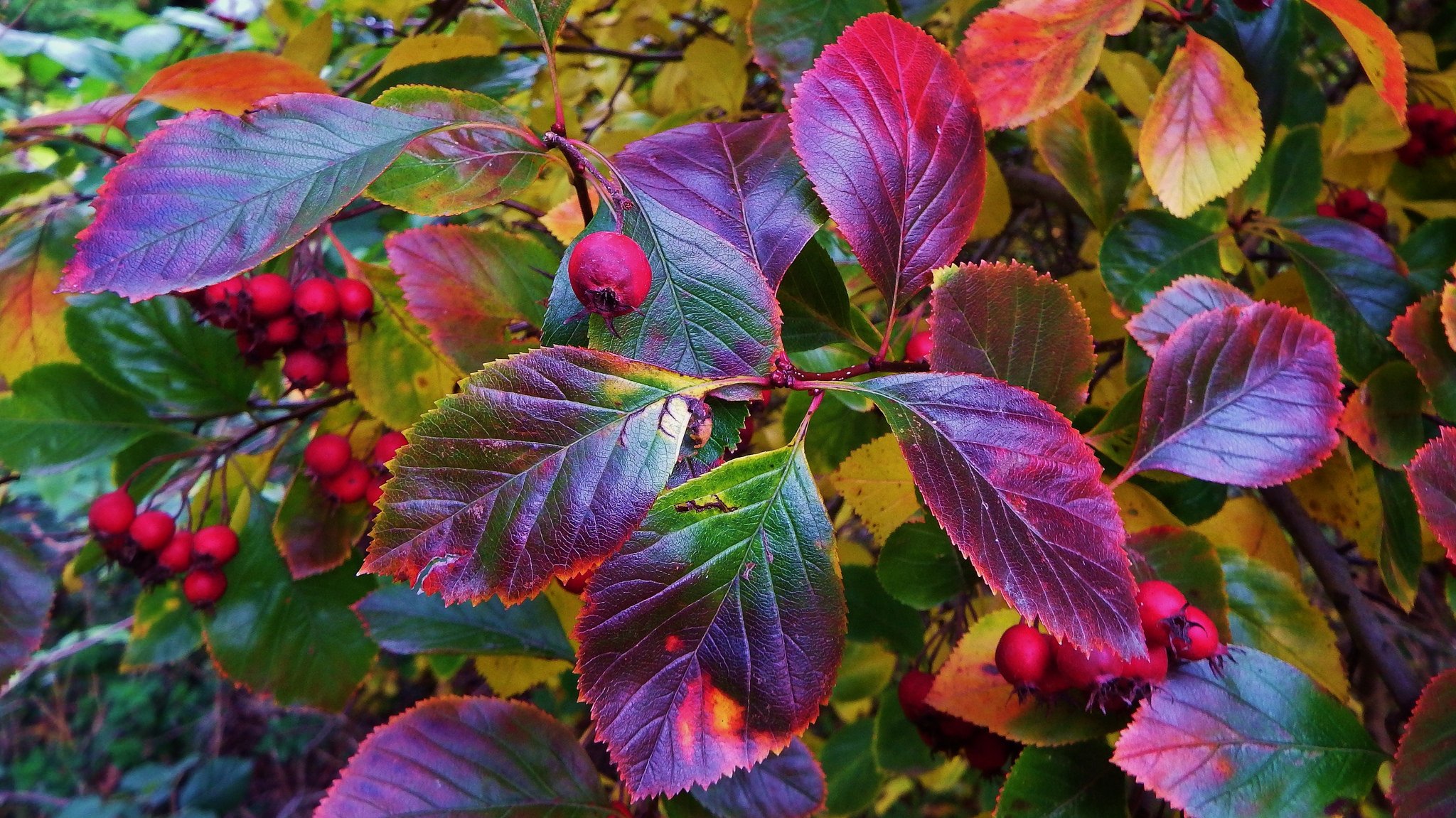 busch blätter früchte pflanze natur herbst