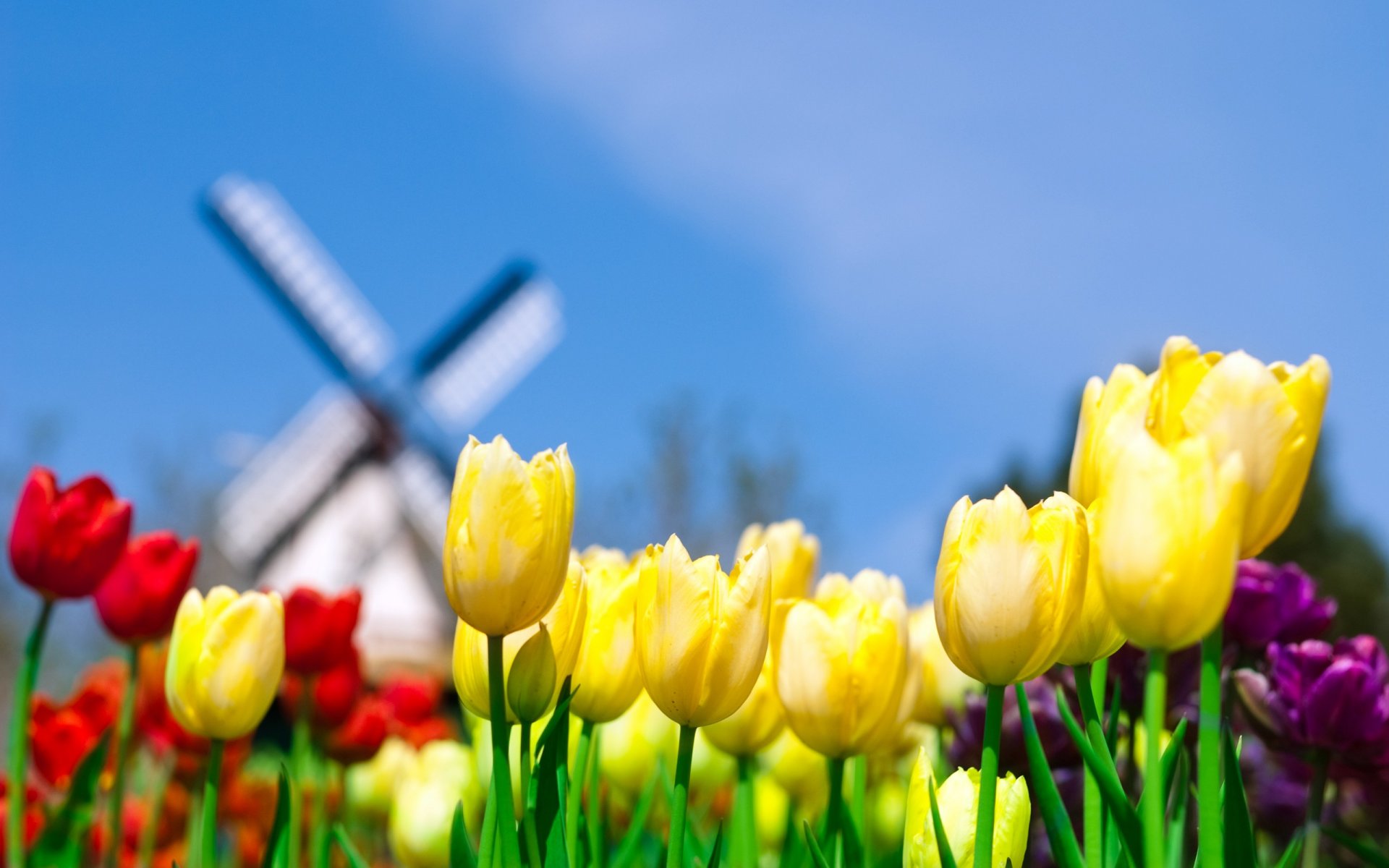 tulipes moulin à vent jaune ciel