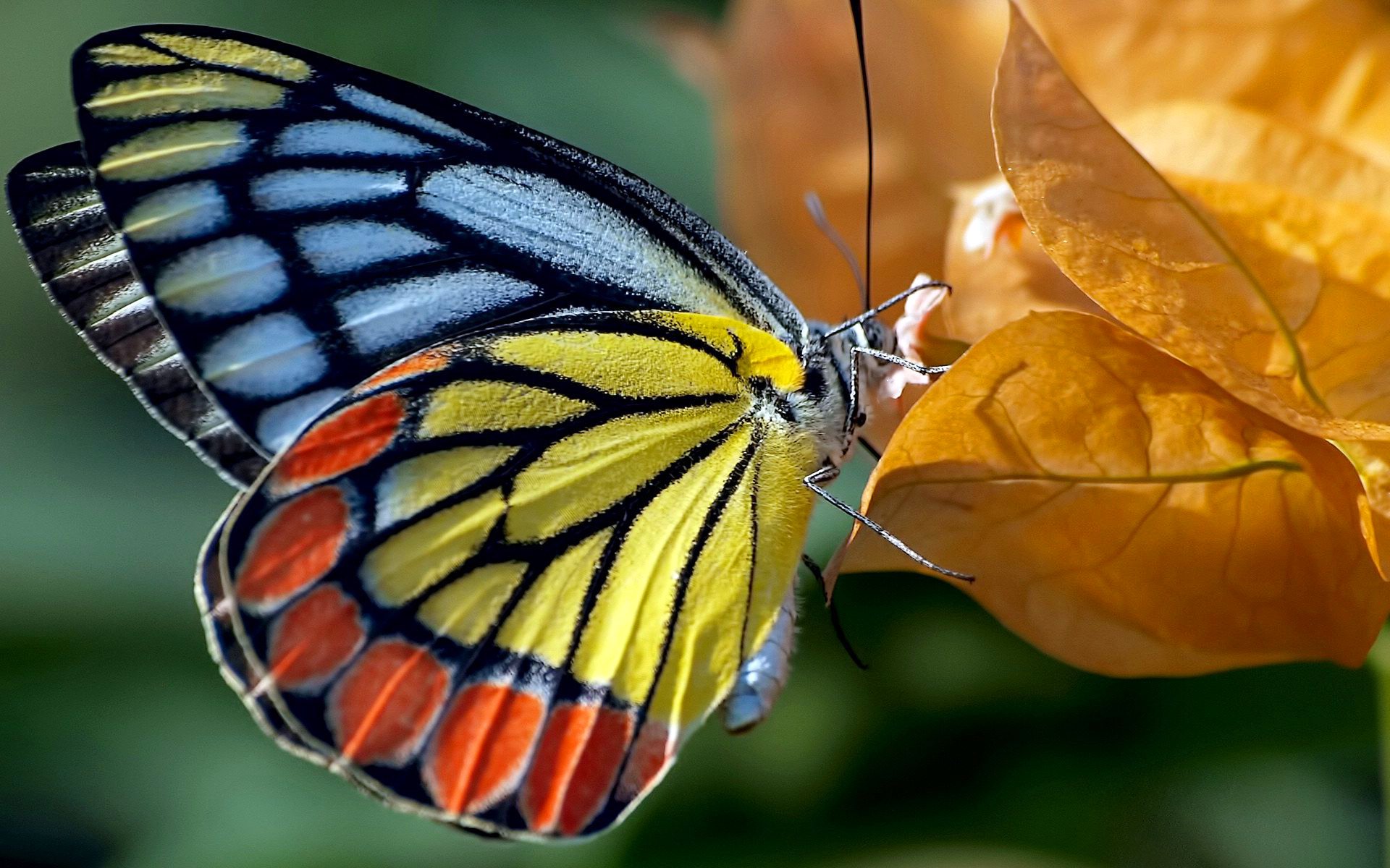 papillon feuilles papillon de nuit automne nature couleur peintures