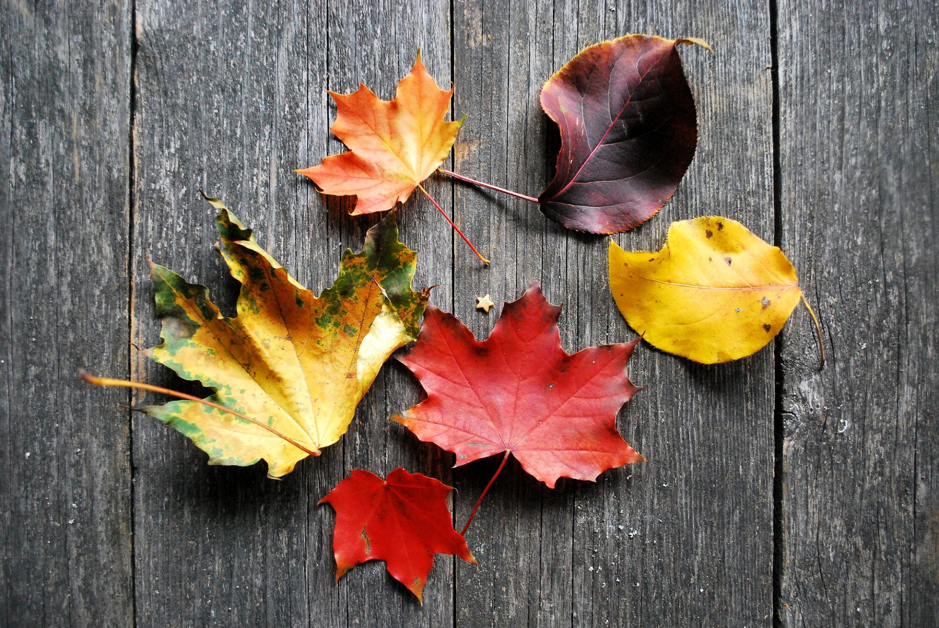 hojas amarillo burdeos carmesí naranja árbol tablas otoño