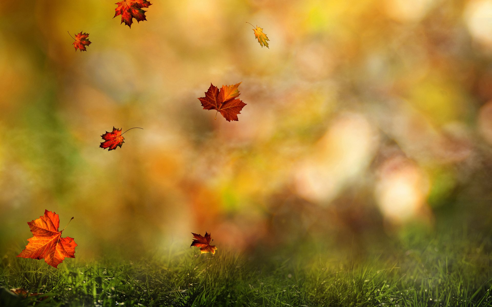 automne forêt tomber feuilles tourbillonnant automne rosée gouttes eau herbe couleurs automne nature macro flou bokeh fond d écran