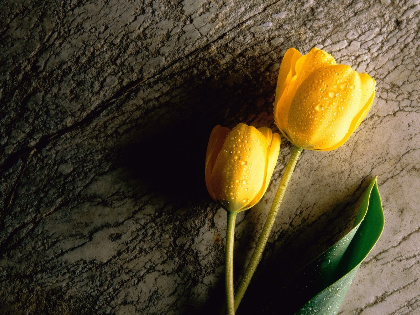 tulipes jaune gouttes