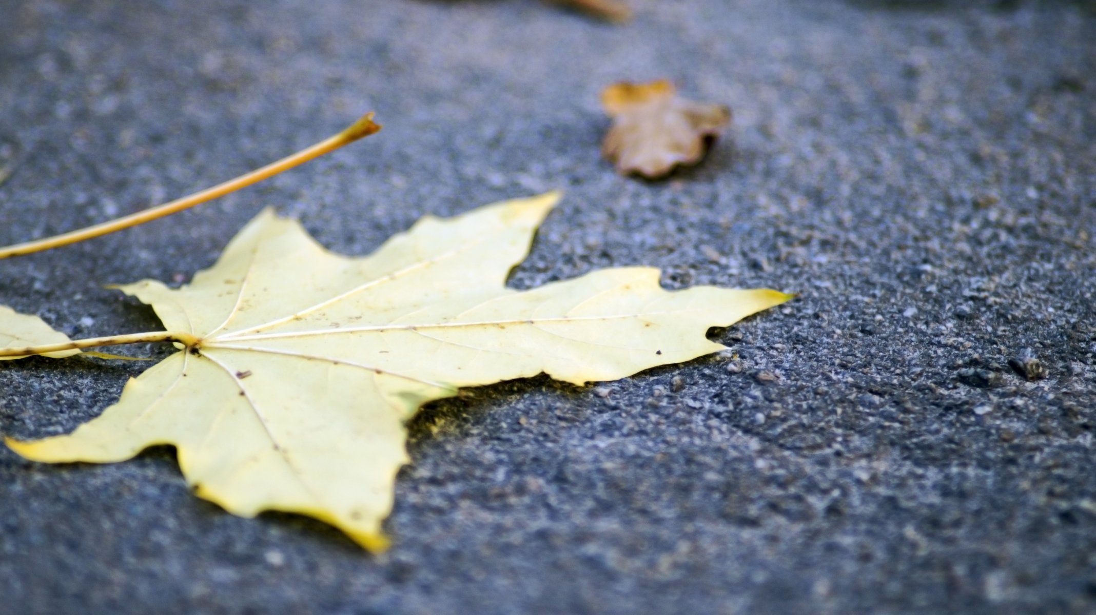 autumn leaves foliage nature landscape forest trees fall river fscenery view