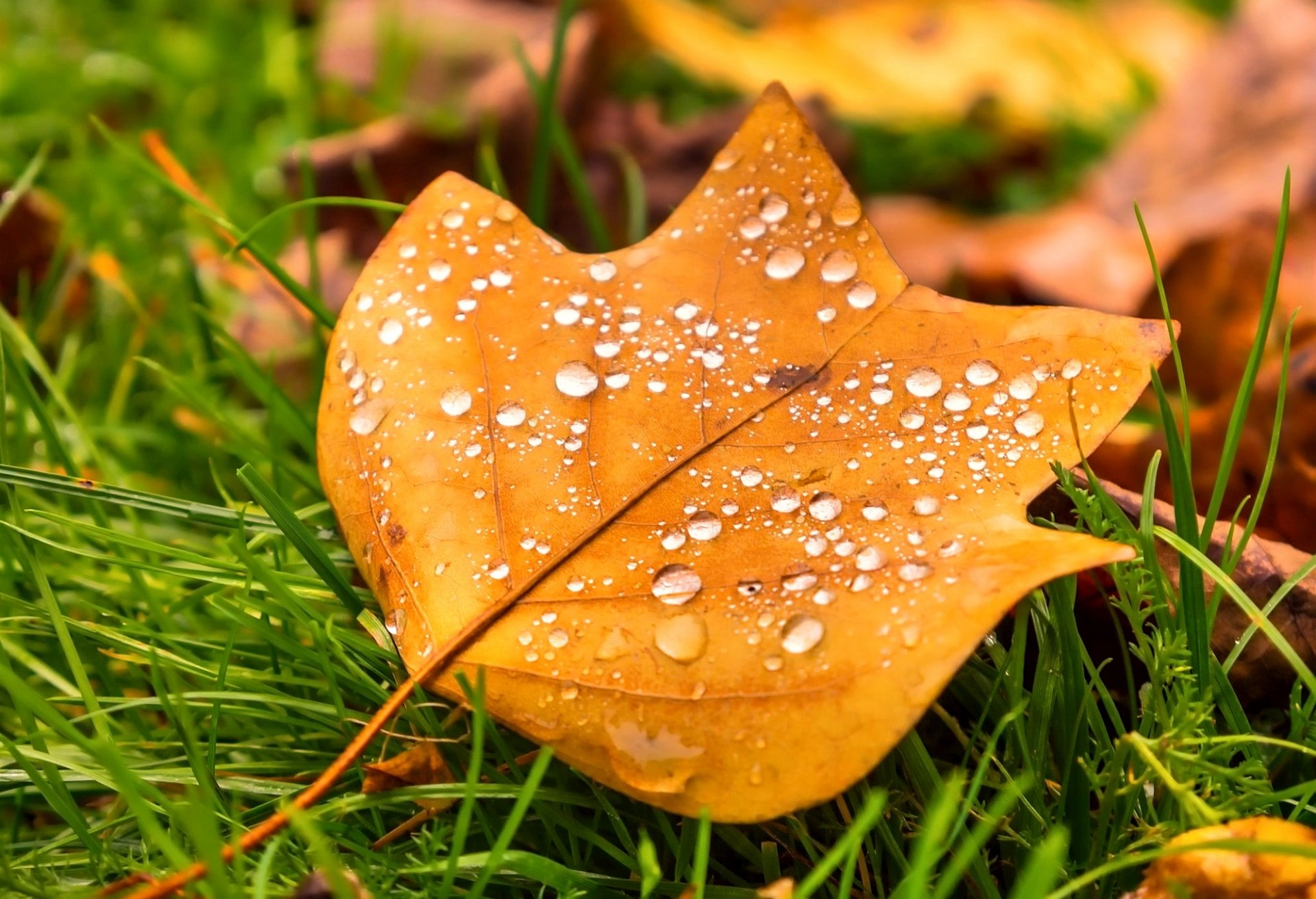 foglia gocce erba natura autunno macro