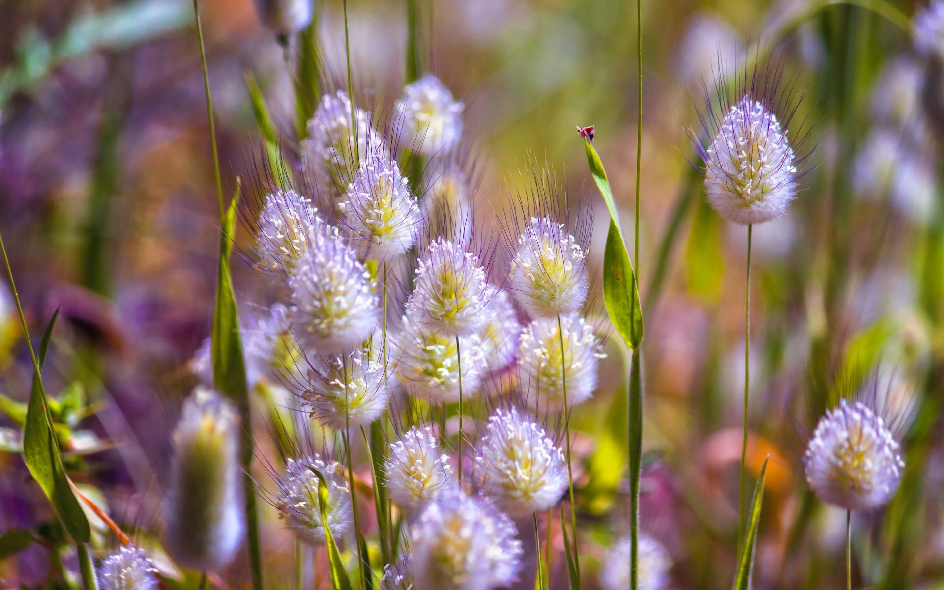 prairie brins d herbe nature gros plan