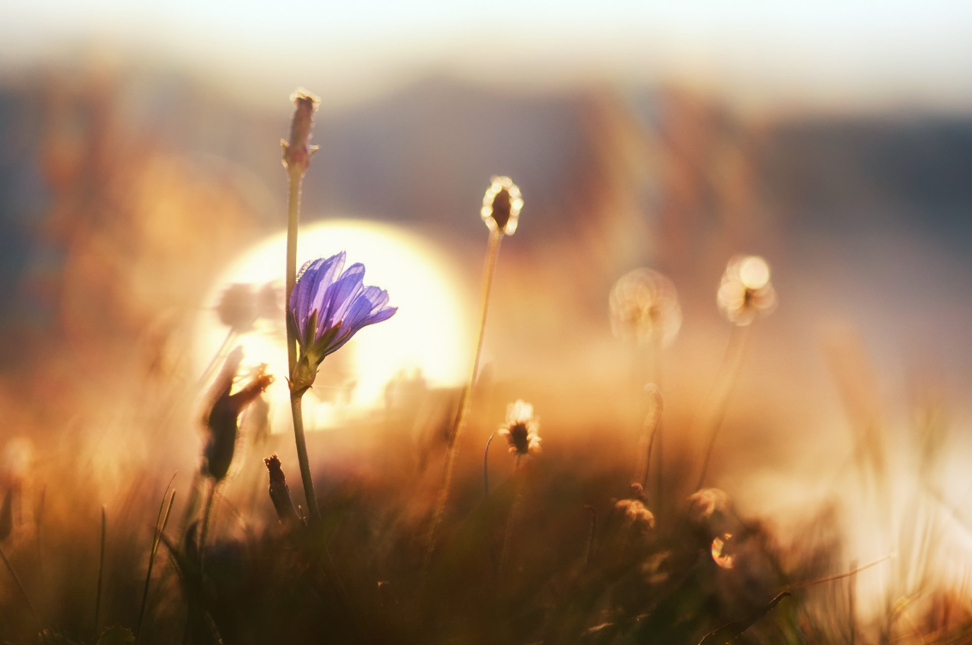 macro amanecer bokeh hierba flor