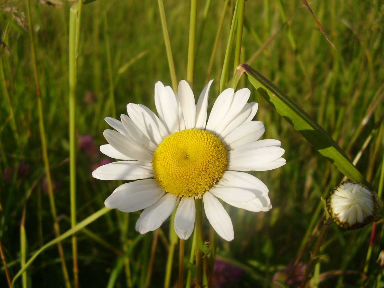 camomilla erba verde