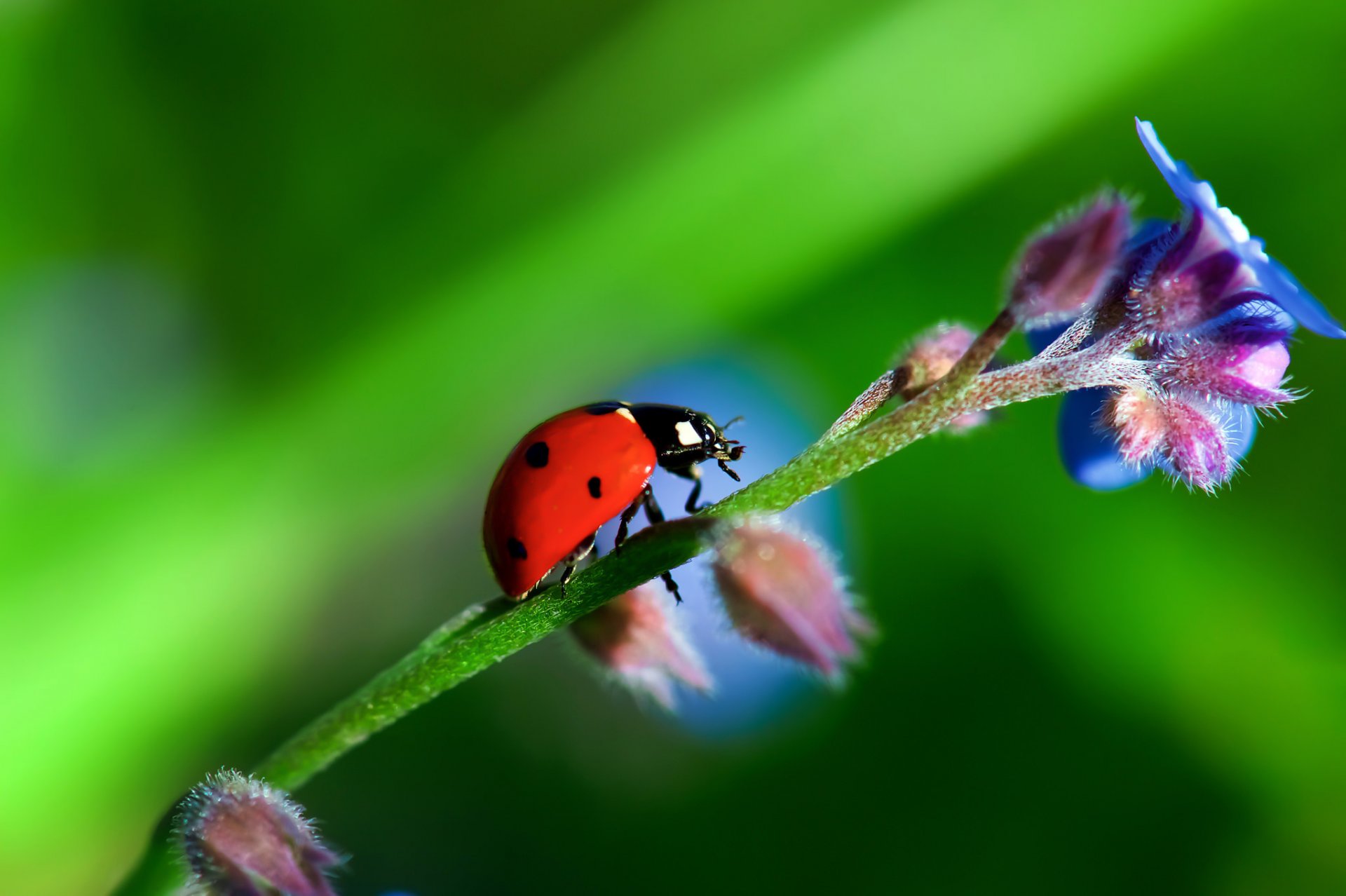 flower the stem plant insect beetle ladybug nature