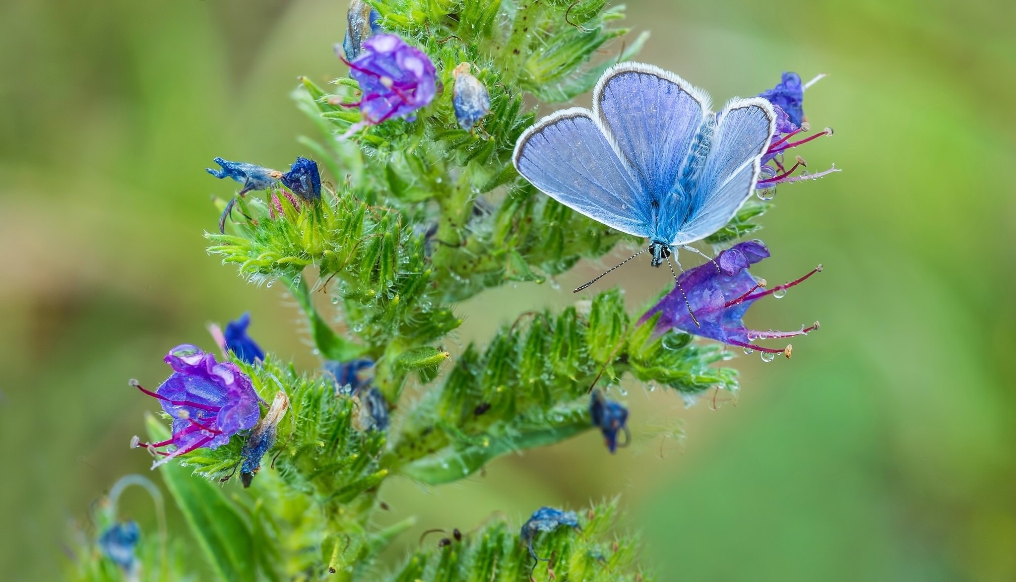 gołębica motyl kwiat makro