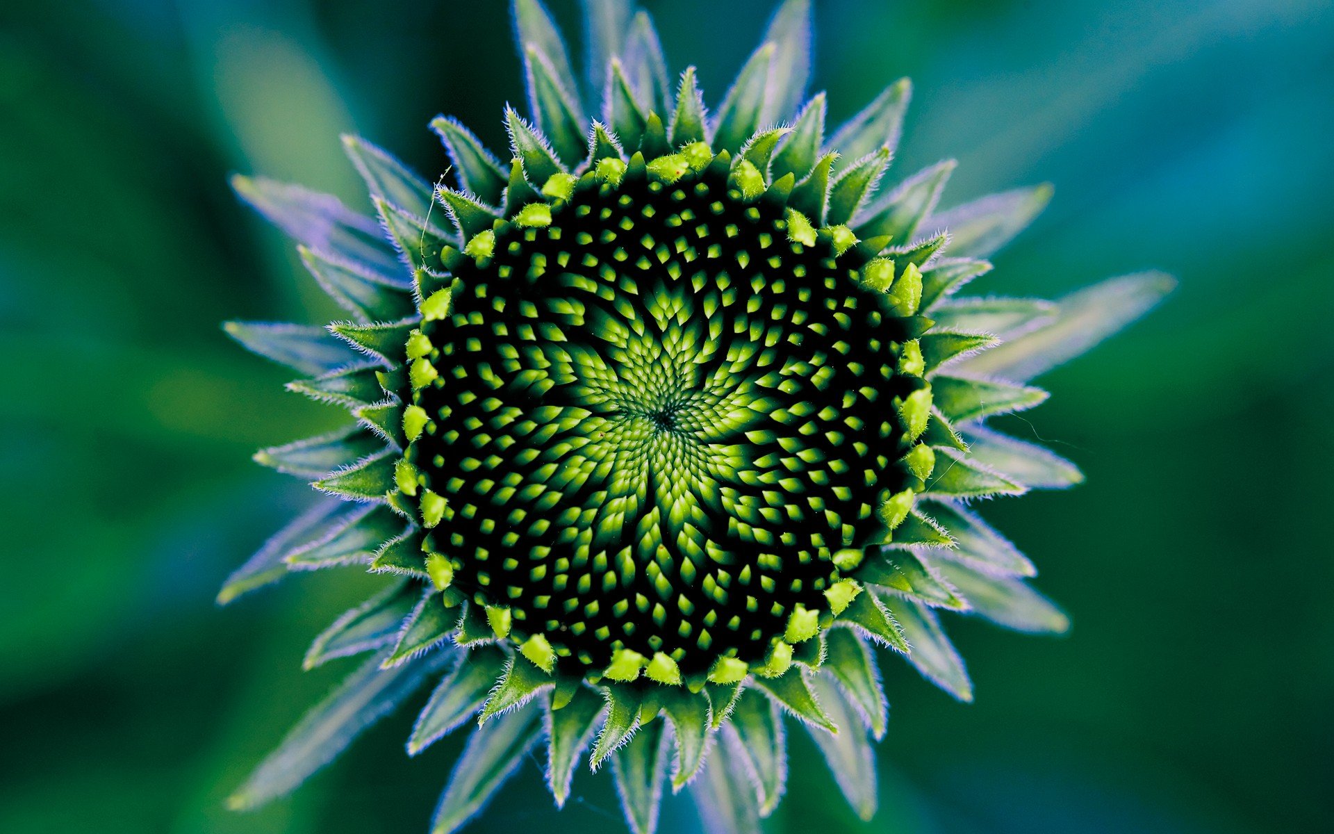 green petal