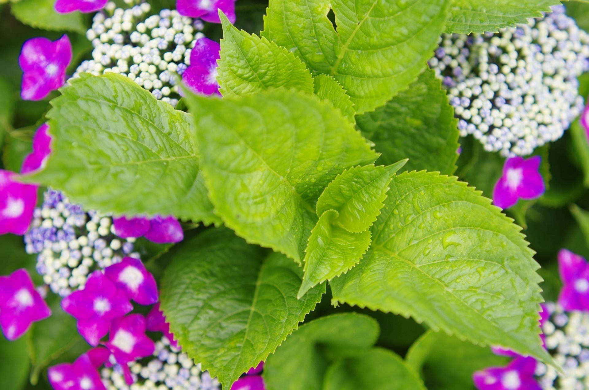 plant leaves green bright drops summer close up