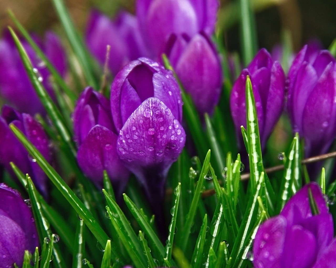 flower crocus purple