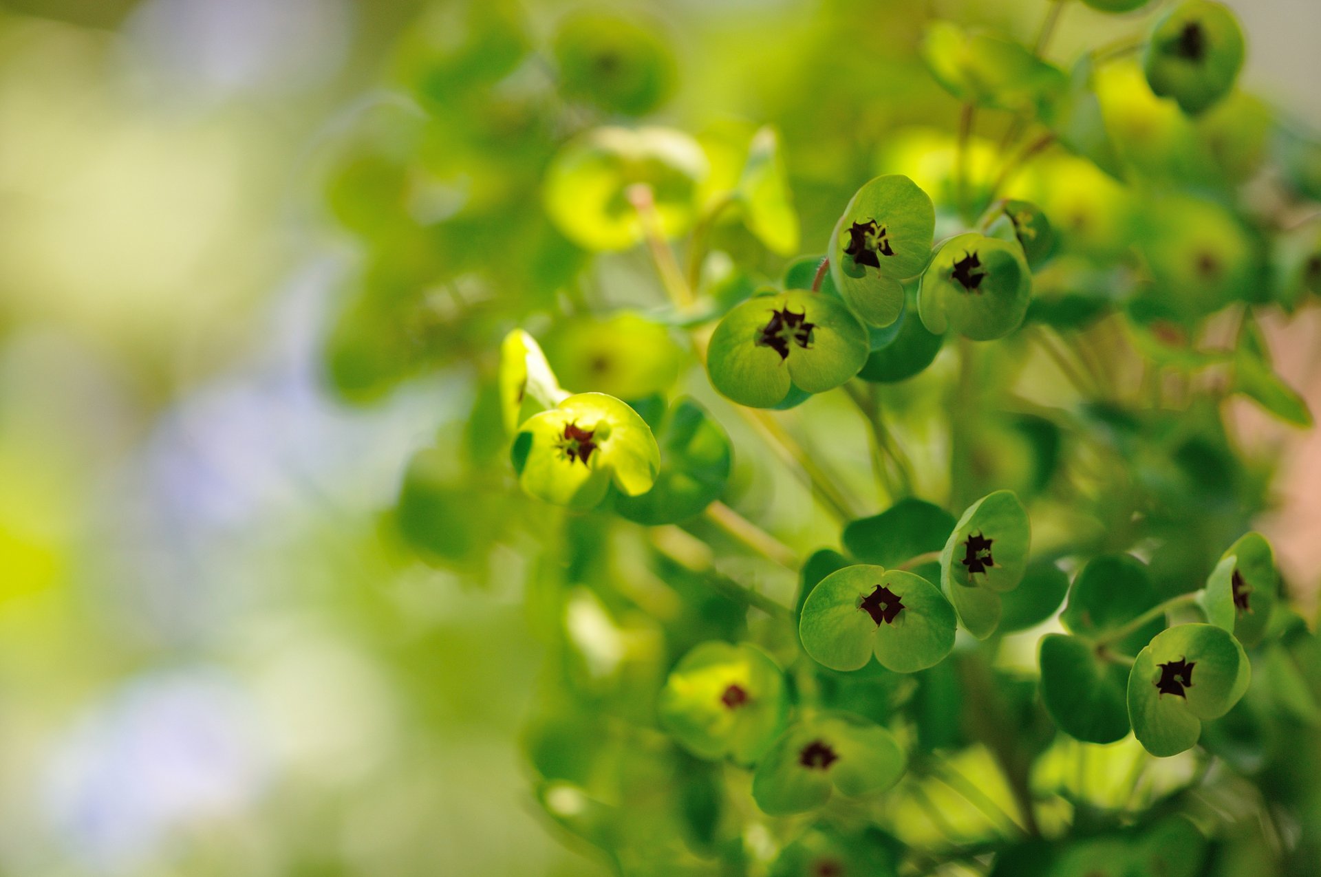 milch pflanze blumen grün