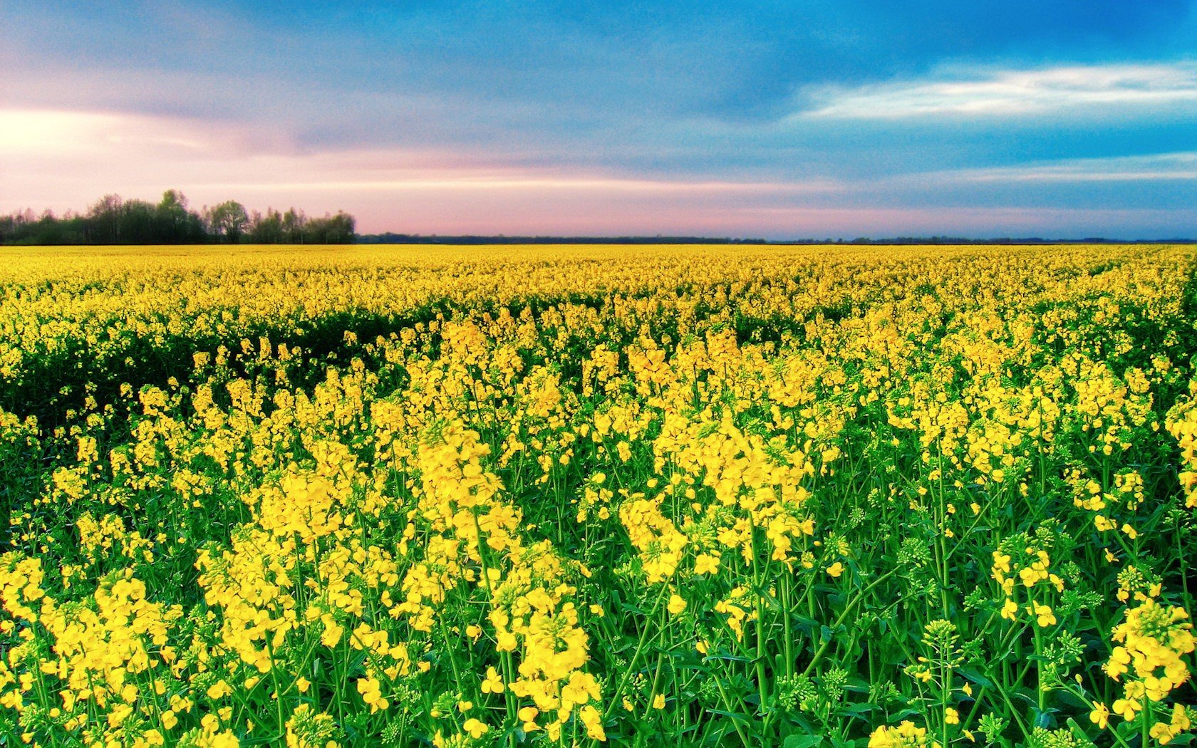 campo giallo