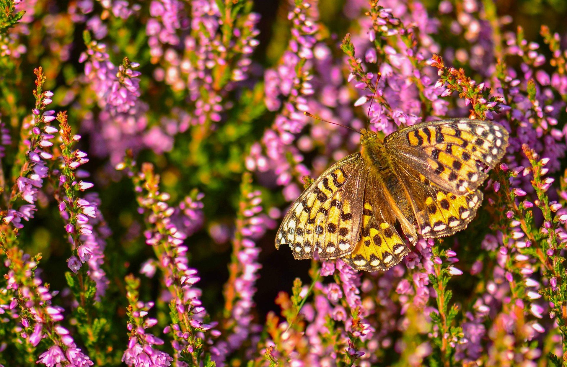 aglaia-perlmutt schmetterling heidekraut makro