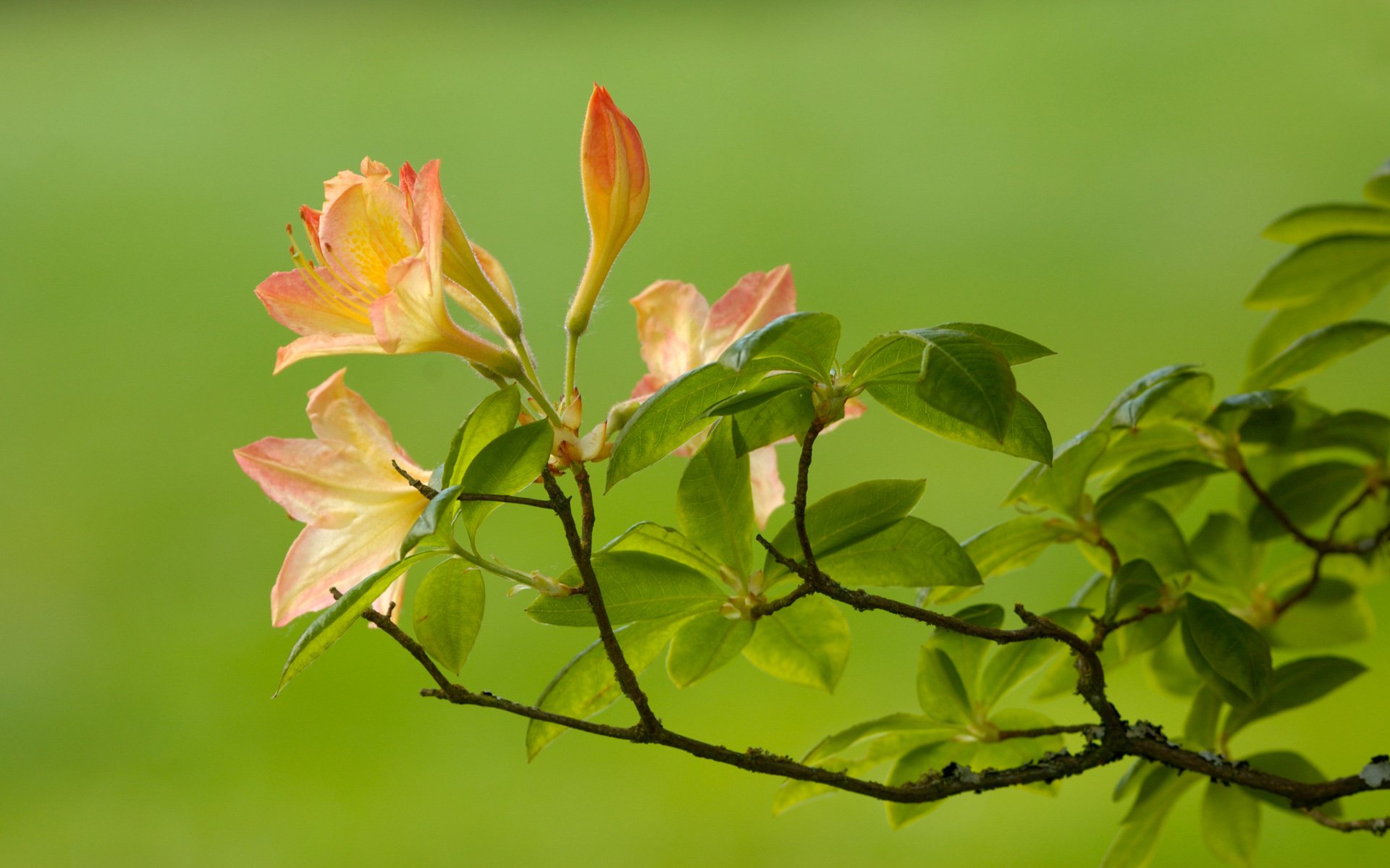 fleur branche