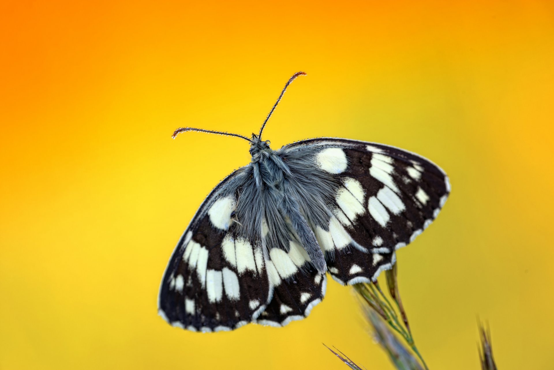 pianta farfalla gocce rugiada sfondo