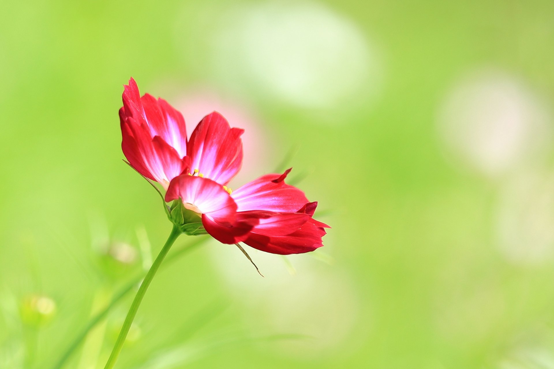 flor pétalos tallo prado campo