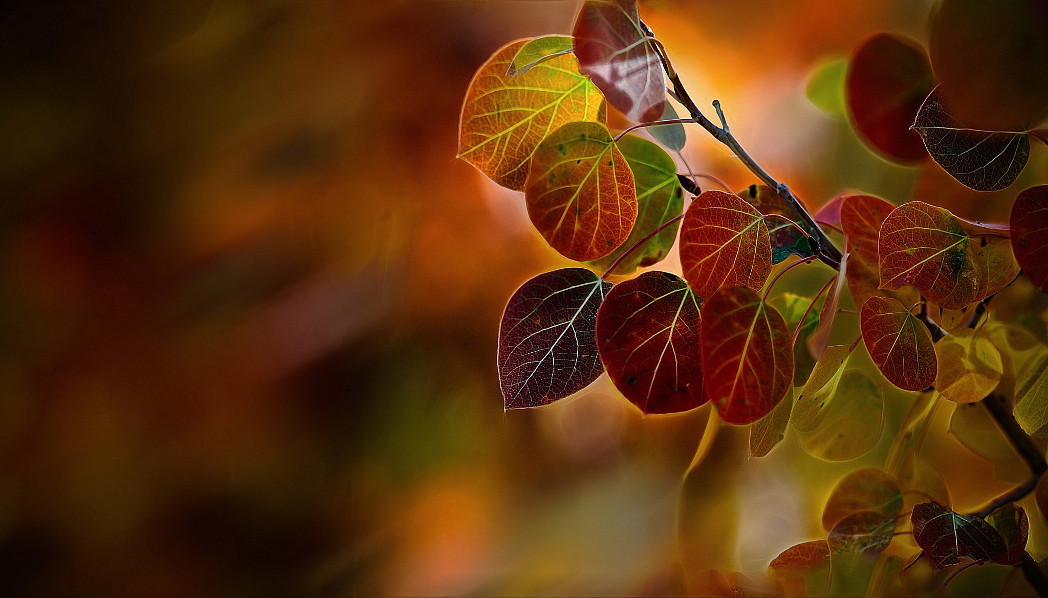 close up autumn branches foliage poplar