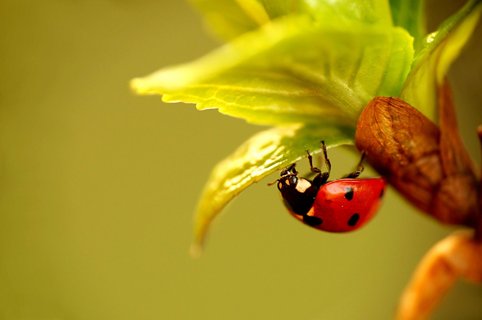 pianta foglie insetto scarabeo coccinella