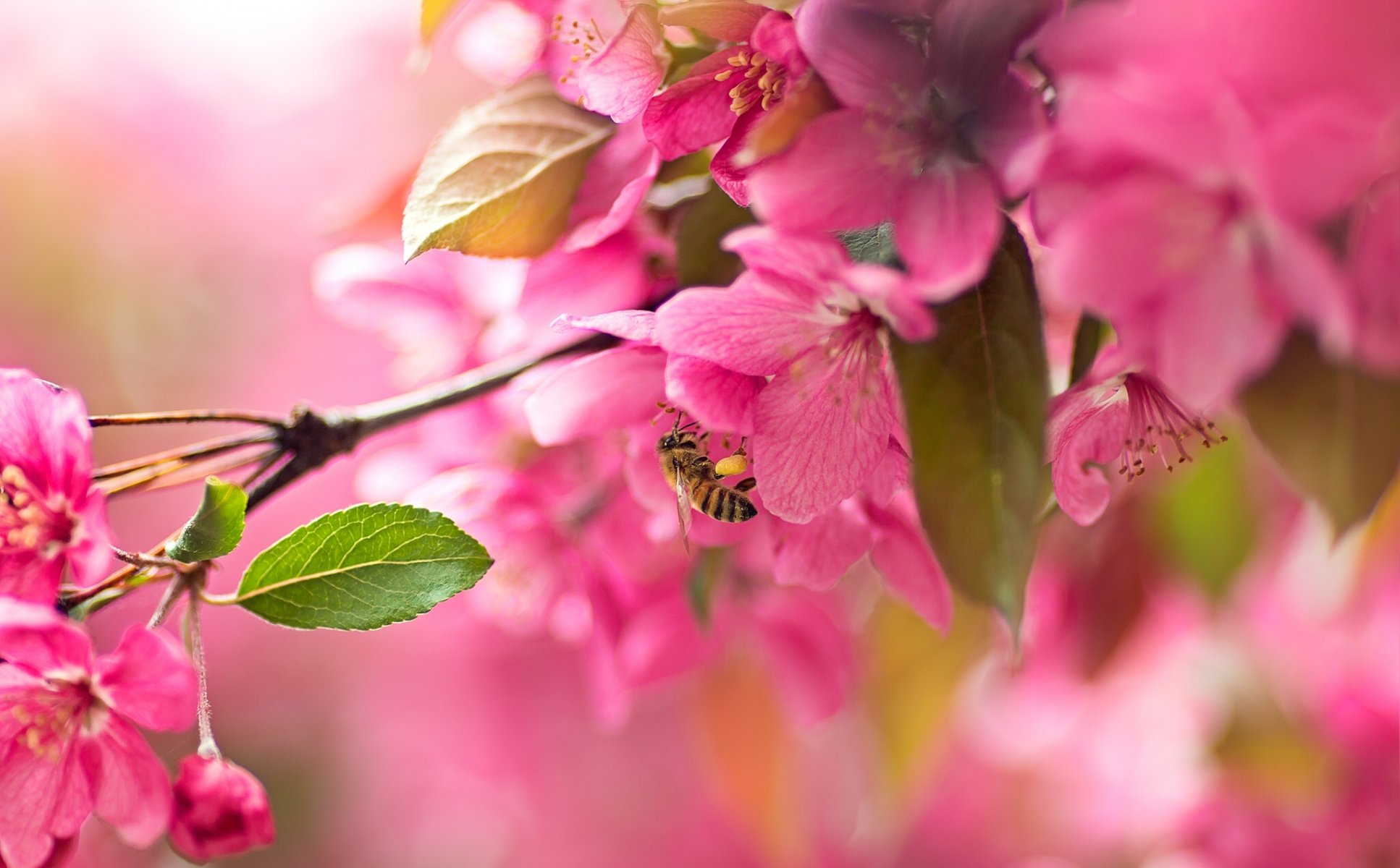 sakura wiśnia kwiat kwiaty gałąź pszczoła makro