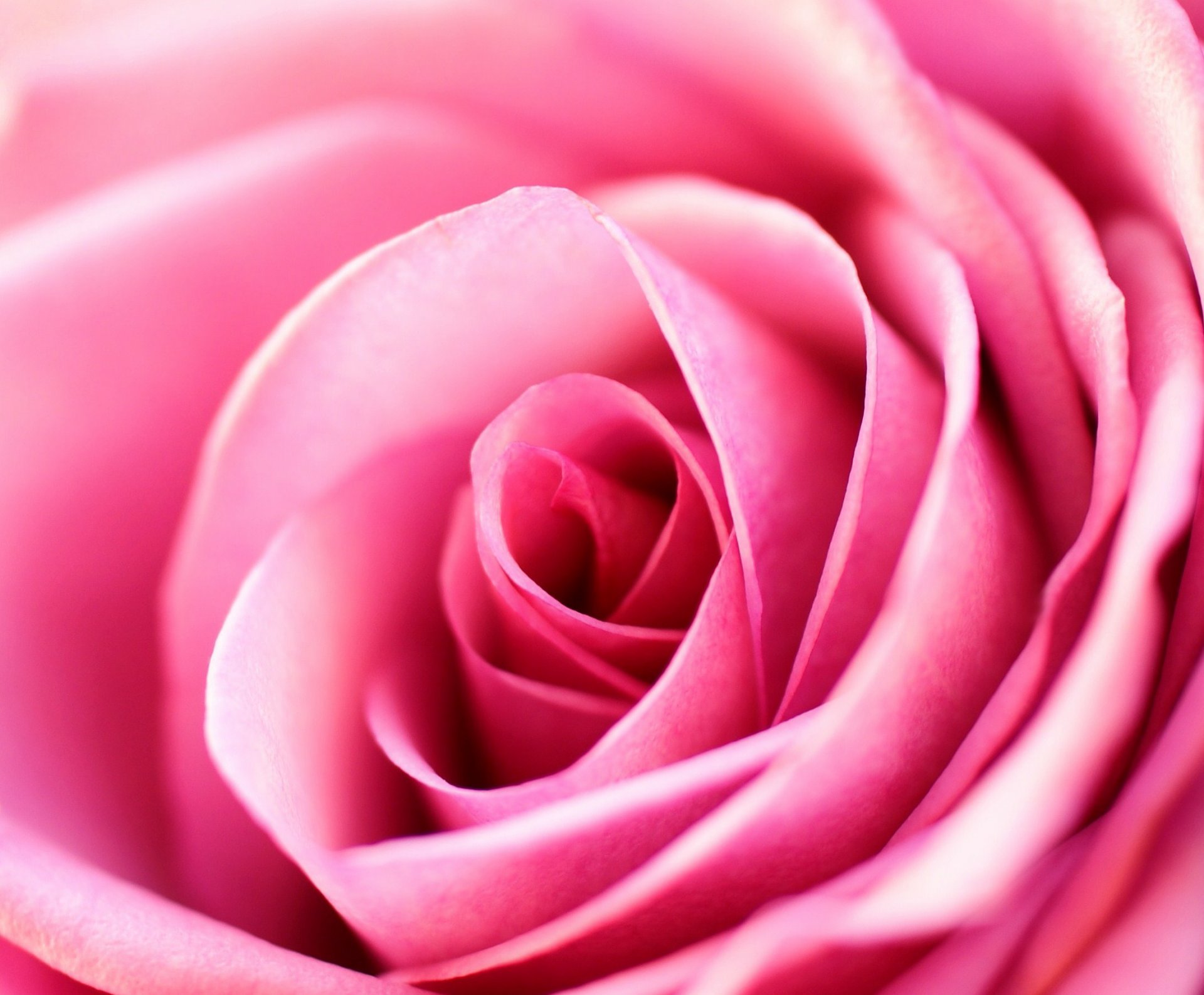 rose close up pink petal