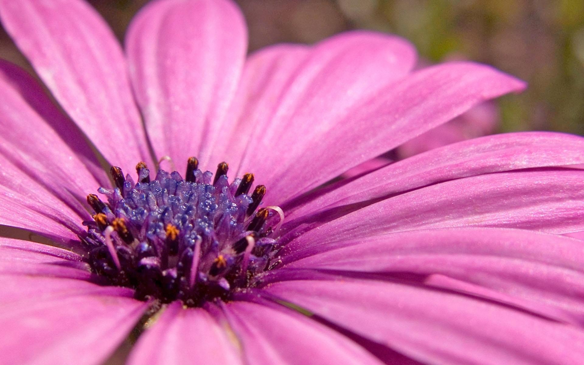 violet pollen plante