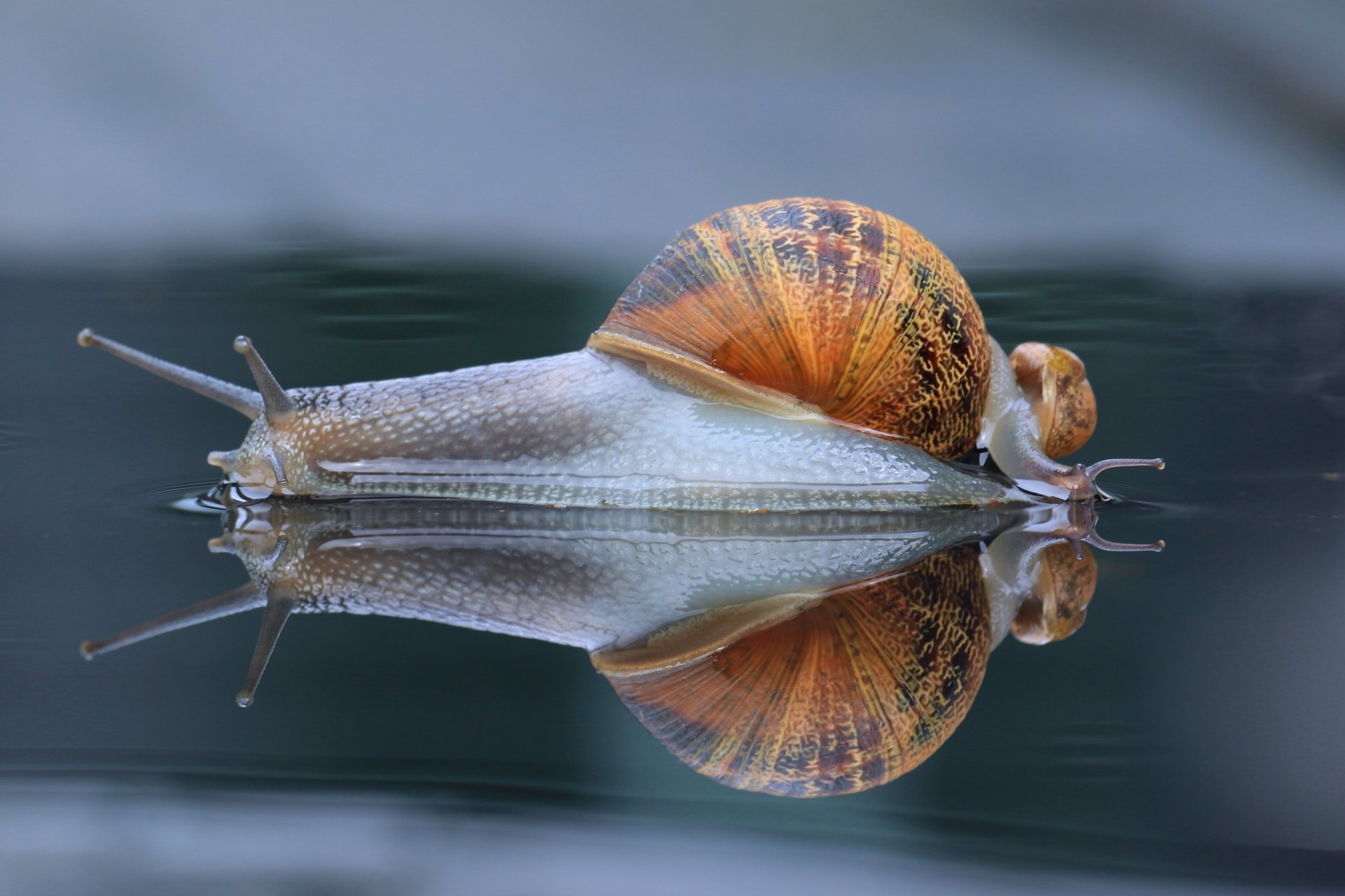 caracoles caracol reflexión macro