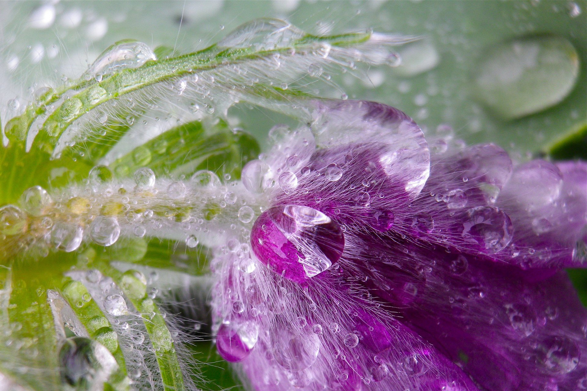 flor pétalos hojas gotas agua