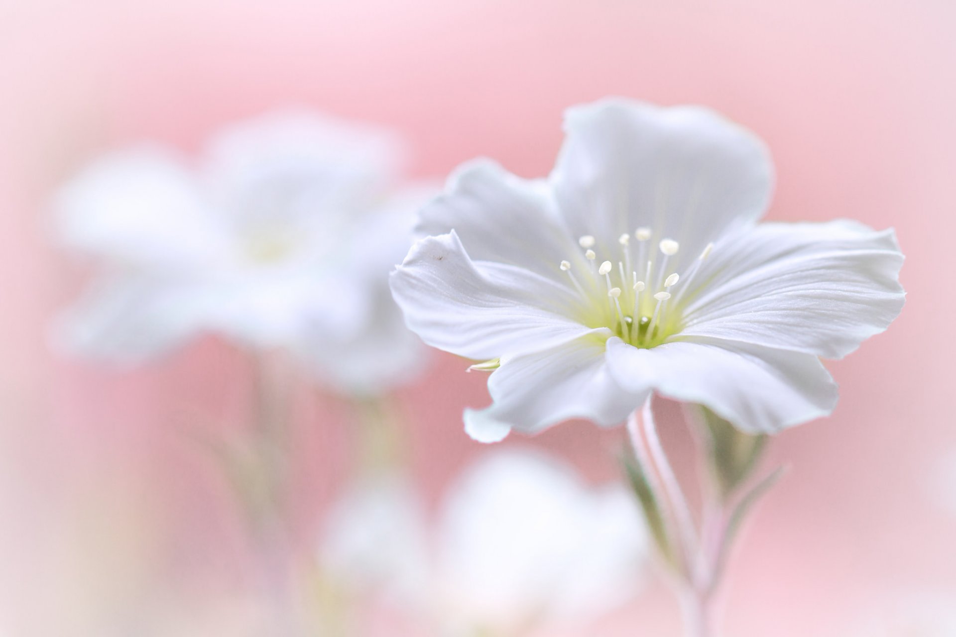 flower petals stamens plant