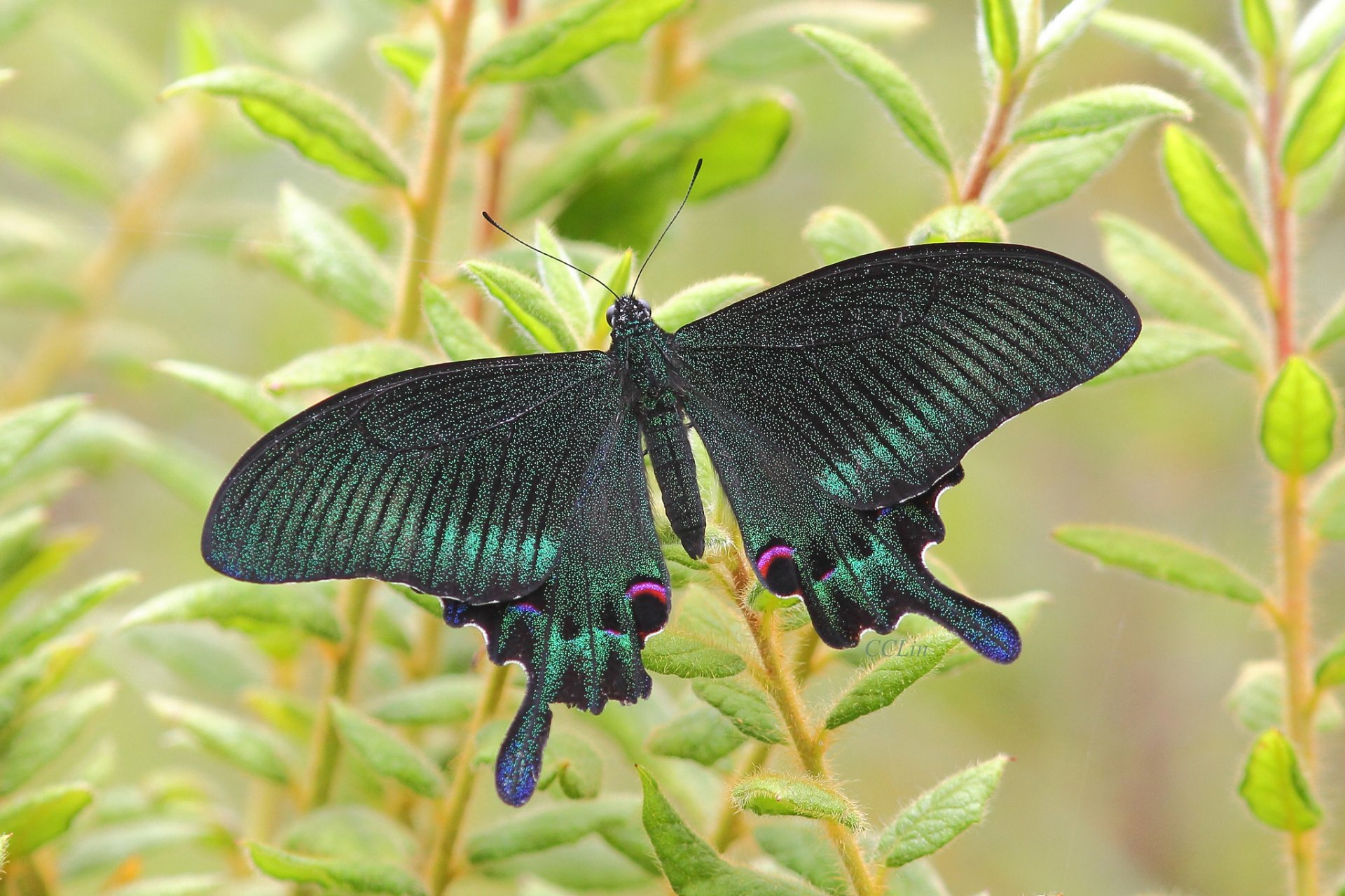 farfalla falena insetto pianta natura