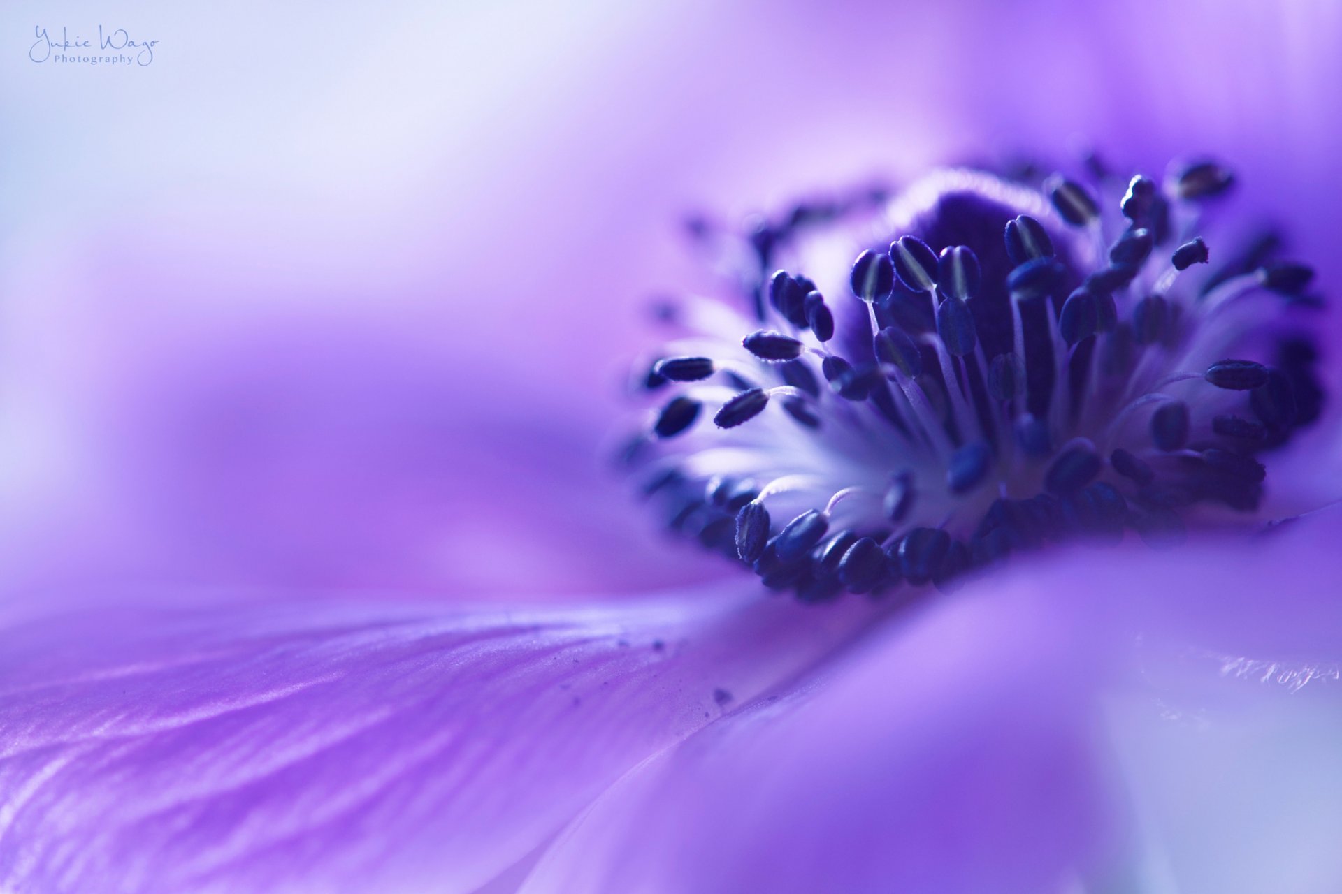 anémone lilas fleur gros plan flou